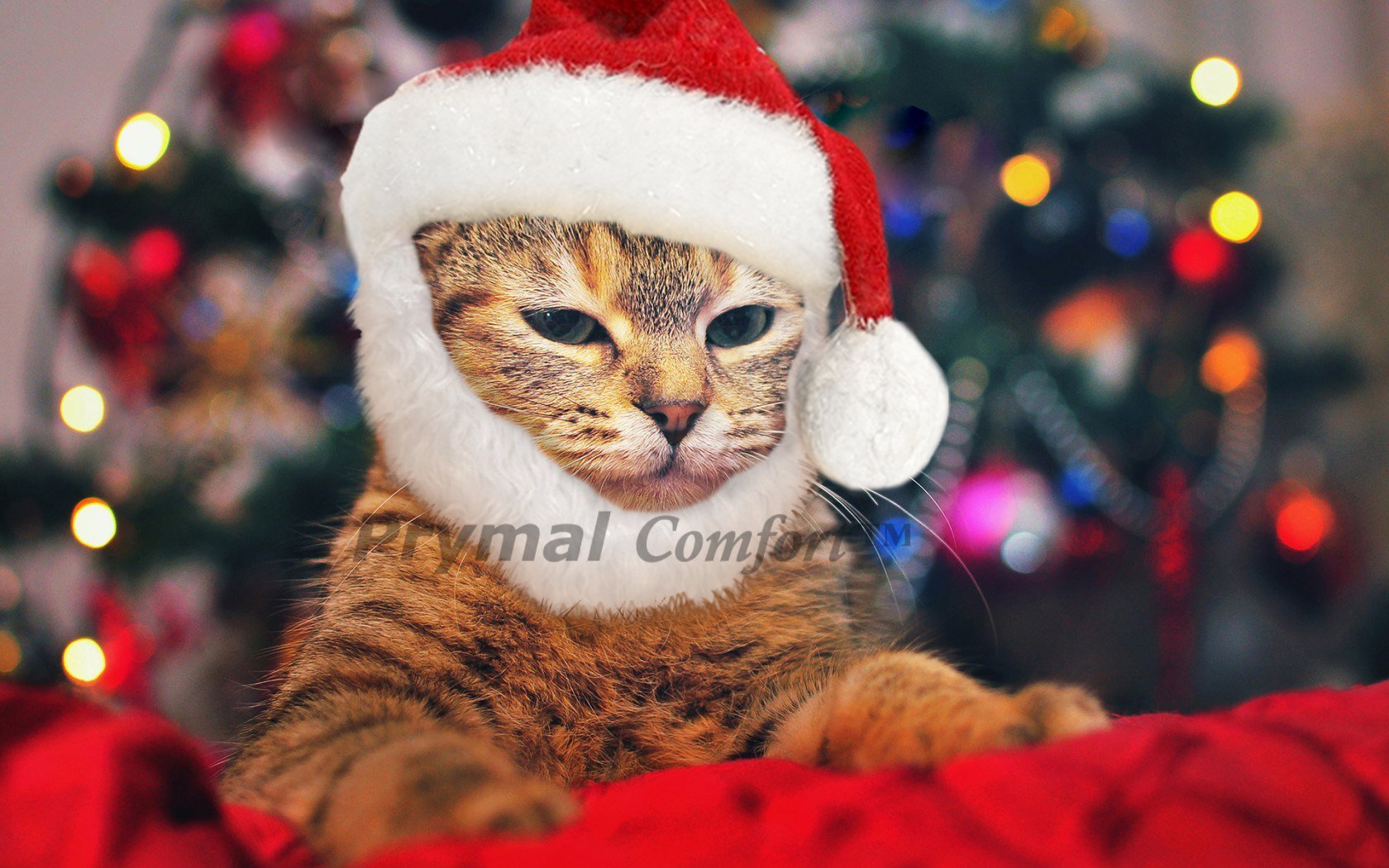 Prymal Comfort Santa Dog Cat Costume