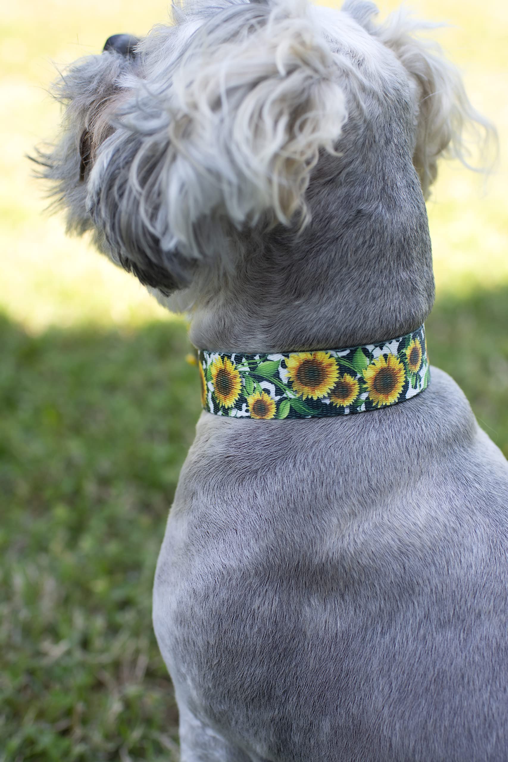 Country Brook Petz - Deluxe Dairy Fields Dog Collar - Made In The U.S.A. - Country And Western Collection Featuring Rustic Desig