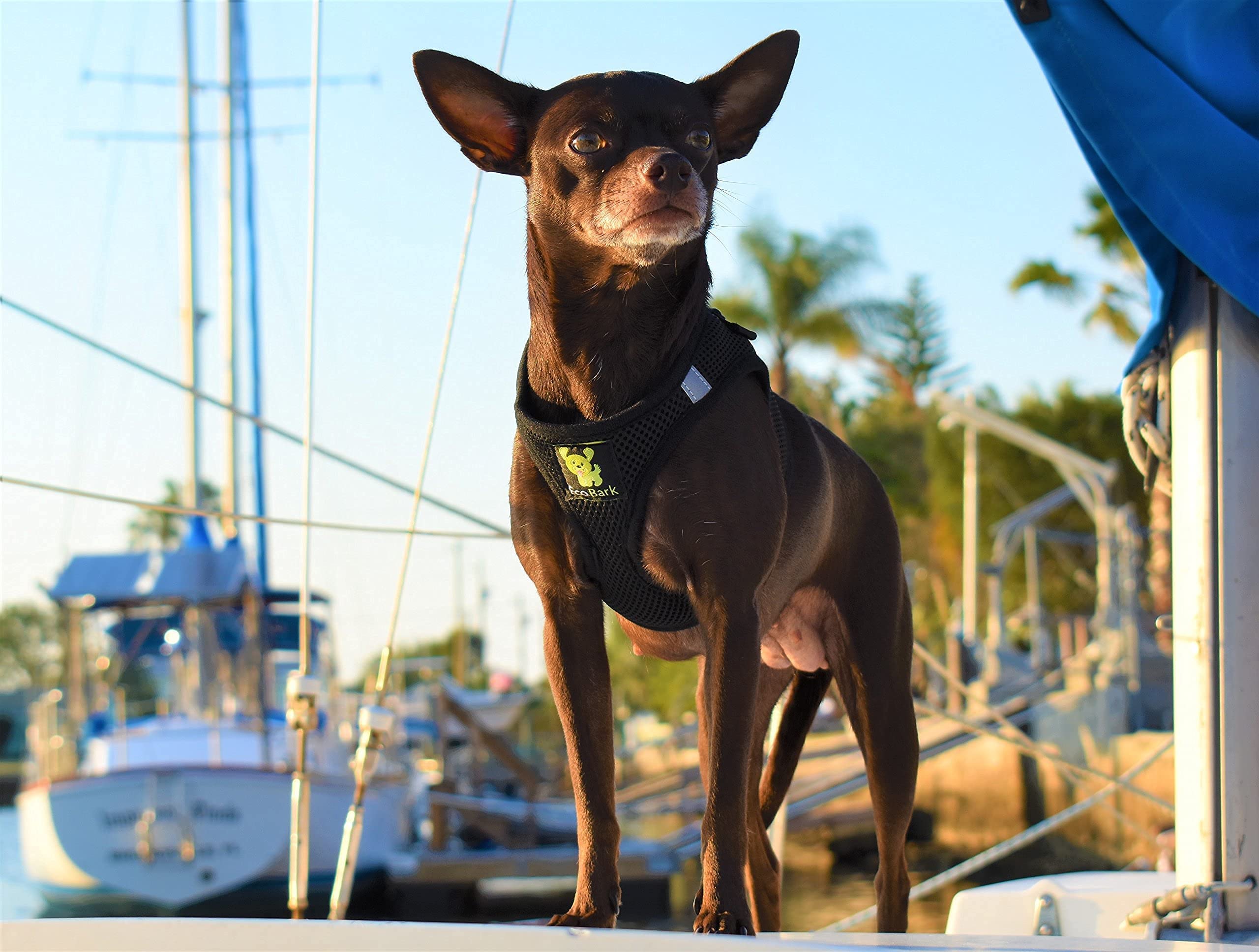 Ecobark Rapid Fastener Super Comfort Fully Adjustable Double Padded Step In Dog Harness (X-Small, Black)