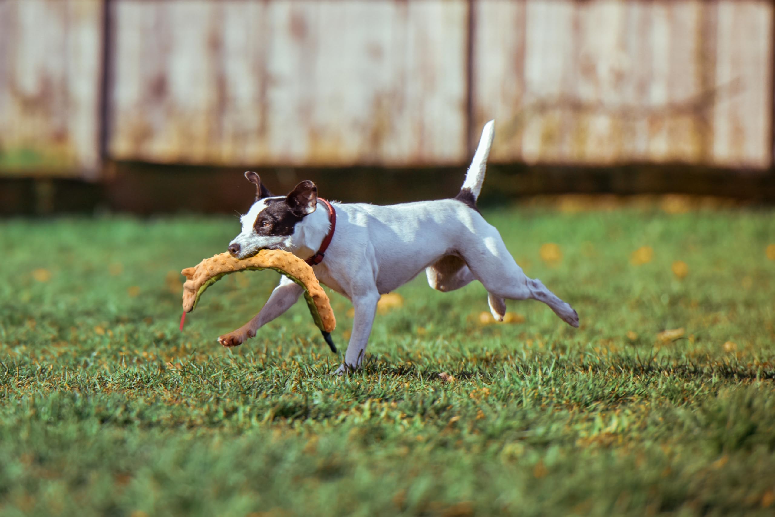 SPOT Skinneeez Extreme Triple Squeak Snake - Durable, Stuffing-Free Dog Toy with Rip-Stop Mesh & 3 Jumbo Squeakers, Built for Ag