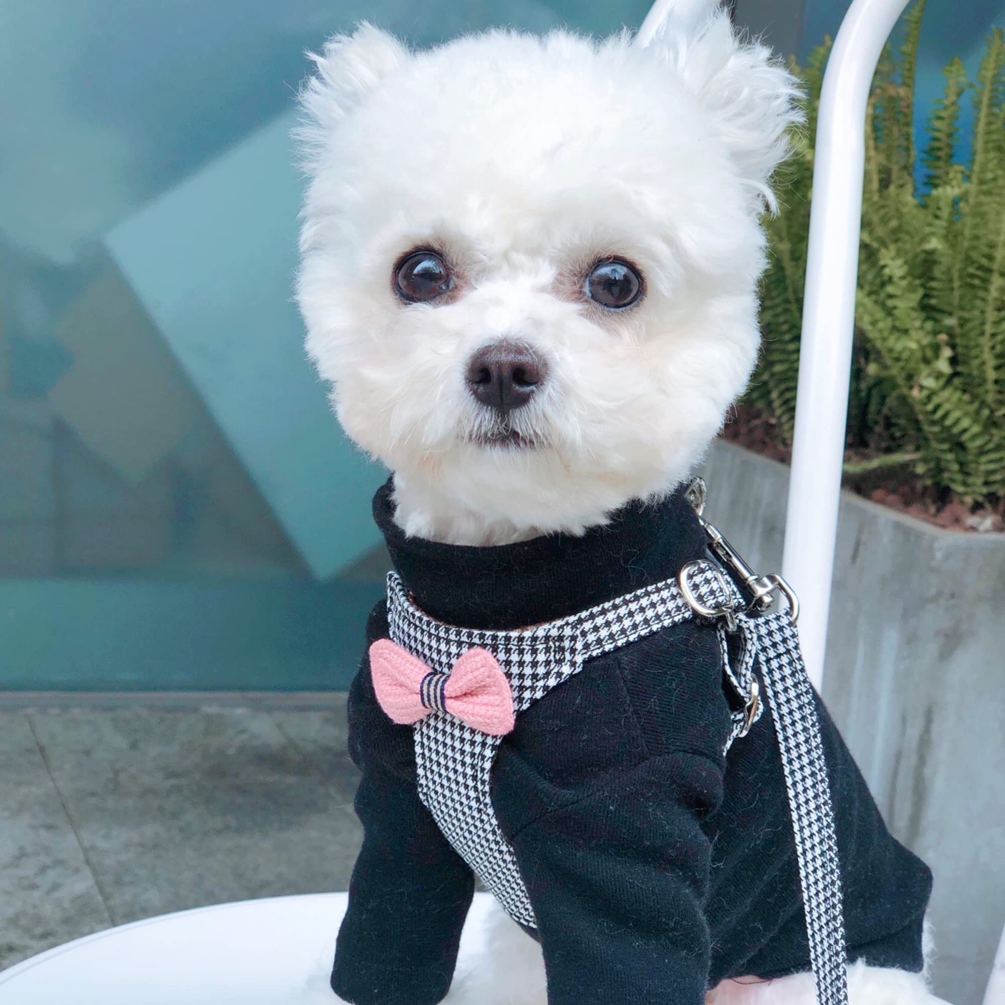 Puppytie No Pull Xs Dog Harness With Multifunction Dog Leash,Soft Adjustable No Choke Escape Proof Pet Harness Vest,Knitted Blac