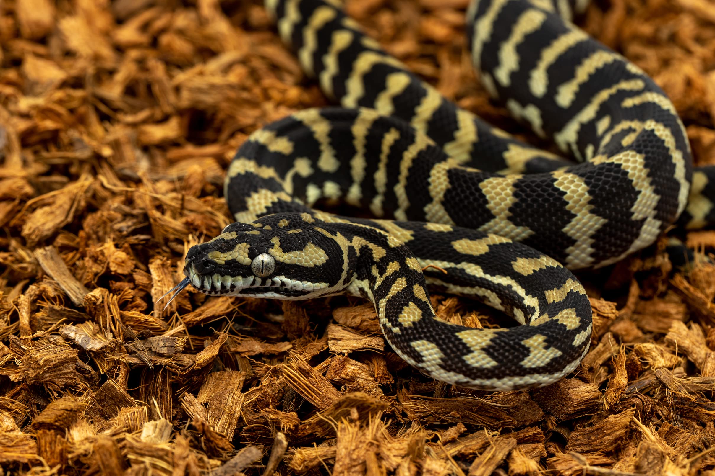 Babichip Coconut Chip Substrate For Reptiles 2 Pack Of 12 Quart Loose Small Sized Coco Husk Chip Bedding For Ball Pythons, Snakes, Tortoises, Geckos, Frogs, Or Lizard Terrarium Tanks