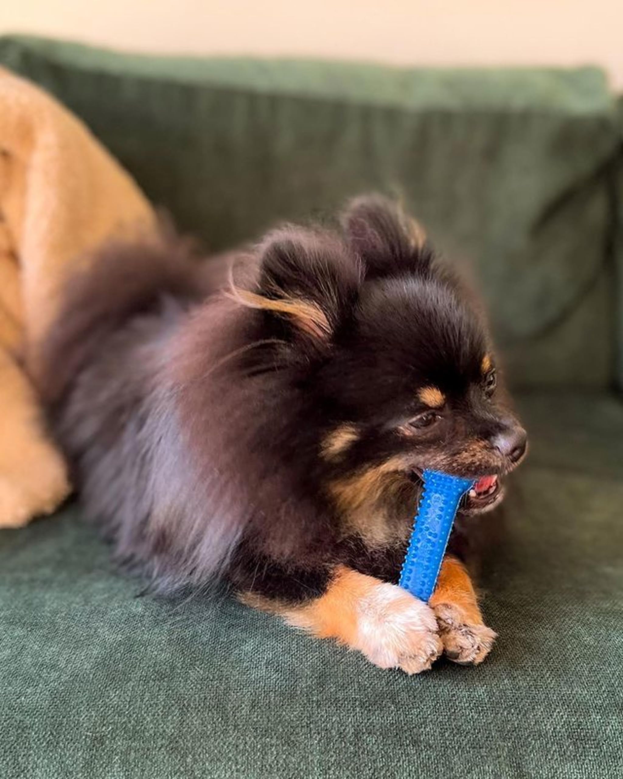 Nylabone Gumabone Textured Dental Bone Flexi Chew Toy For Dogs, Dog Toys For Moderate Chewers, Chicken Flavor, Small - Up To 25 Ibs, 1 Count