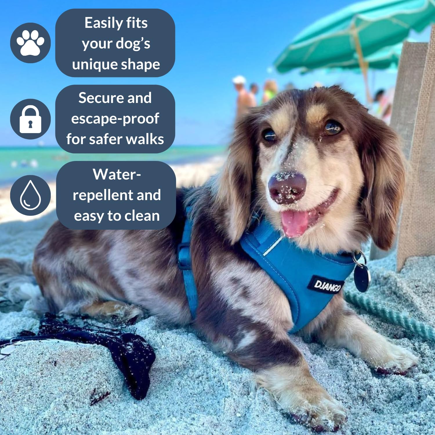 DJANGO Adventure Dog Harness - Stylish & Durable Small Dog Harness for Outdoor Adventures and Everyday Wear - Pacific Blue Neopr