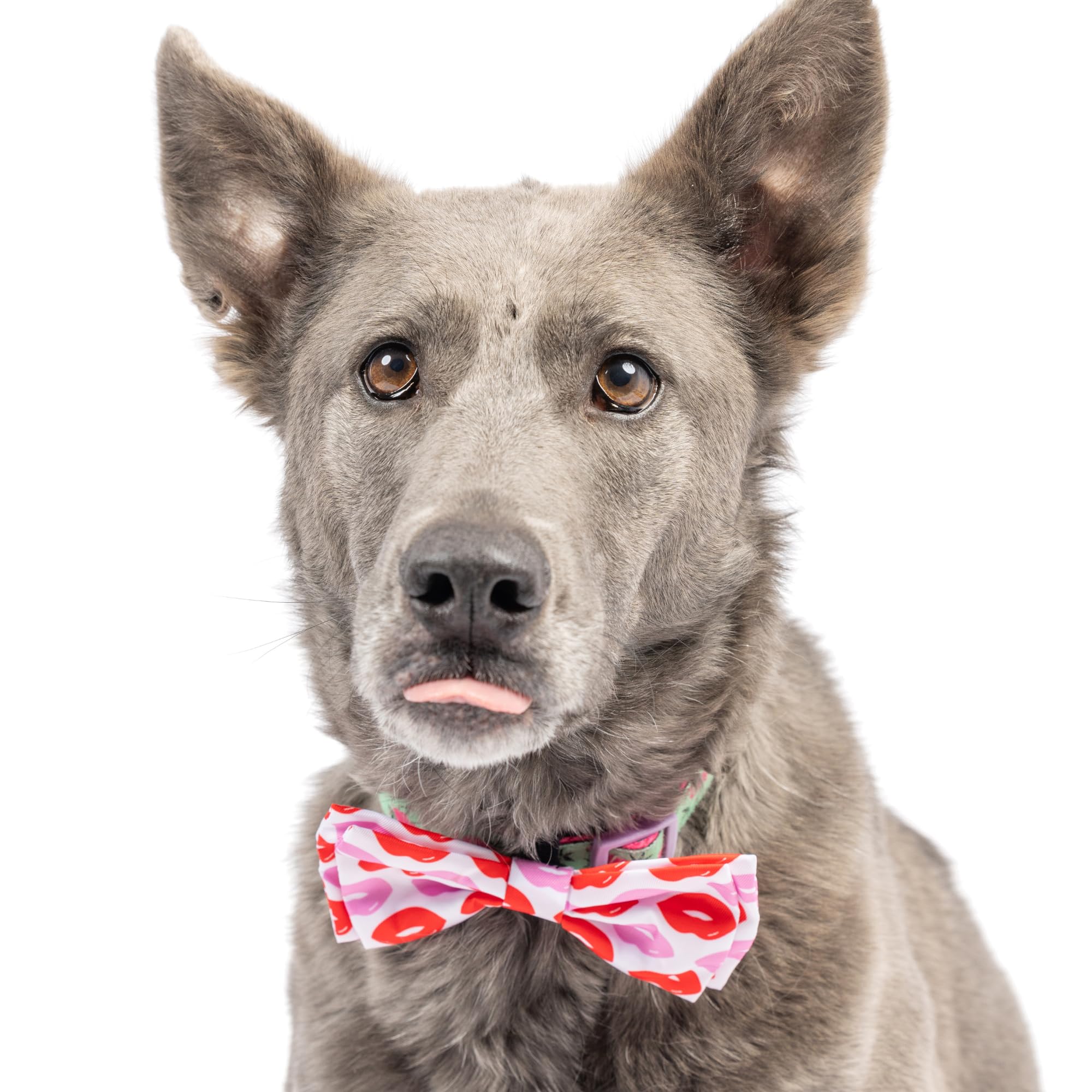 Huxley & Kent Bow Tie For Pets - Kiss Kiss (Small) - Valentine'S Day Bow Tie Collar Attachment - Fun Bow Ties For Dogs & Cats -