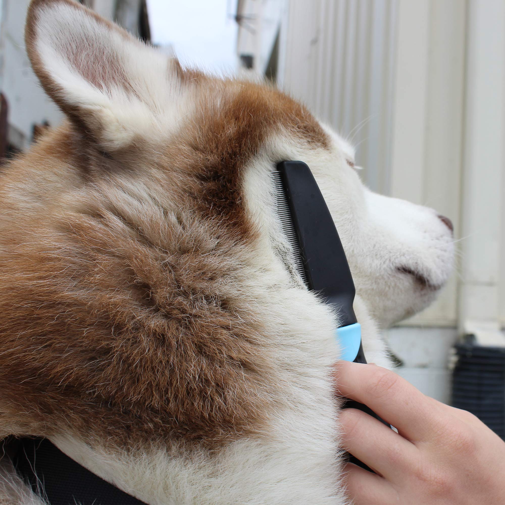 Cutenfuzzy Pet Flea Comb, Blue