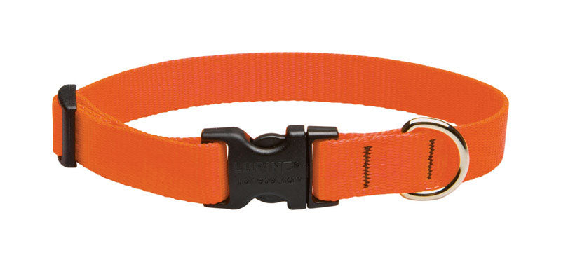 DOG COLLAR 9-14BLZORNG (Pack of 1)