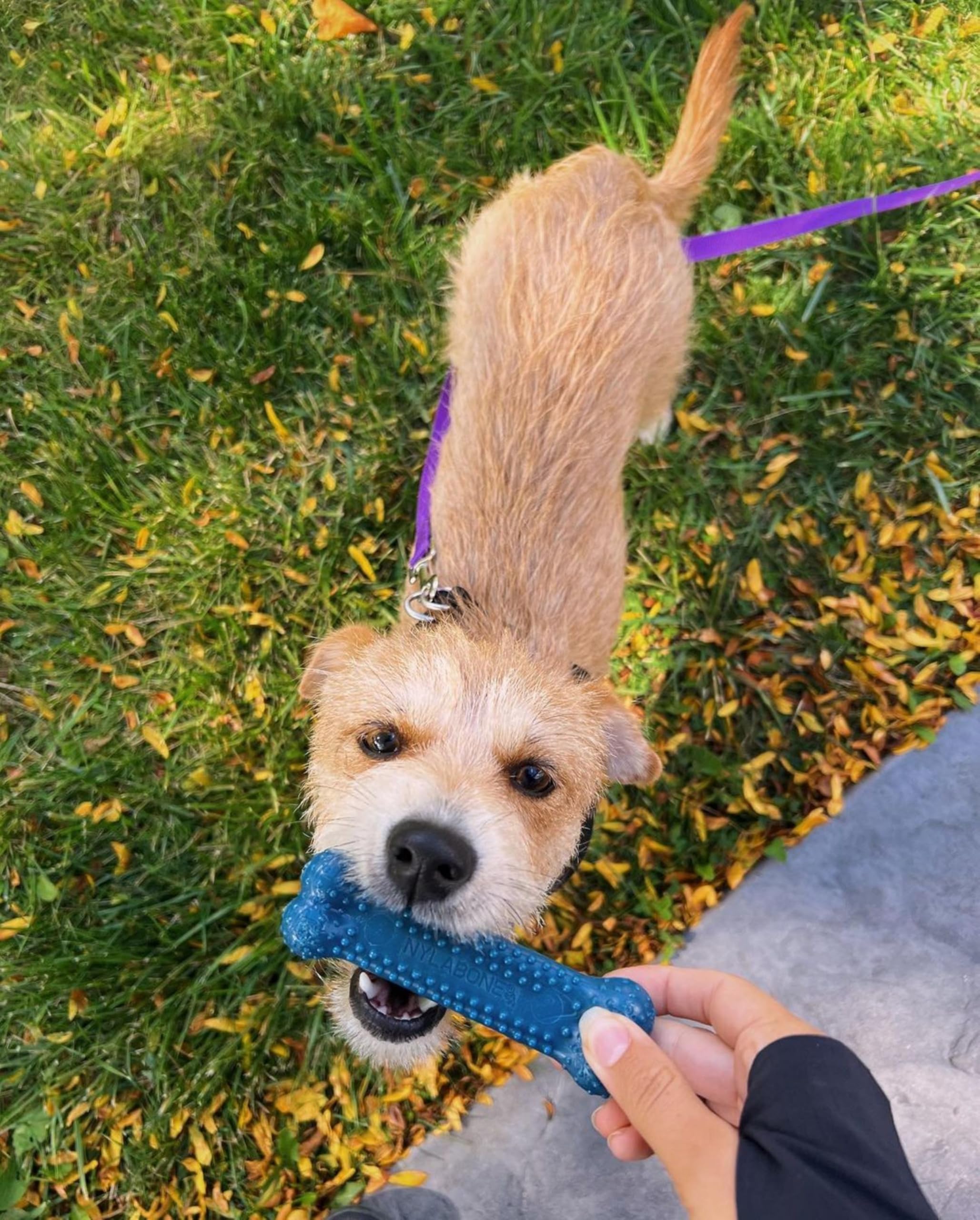 Nylabone Dog Healthy Edibles And Flexi Chew Value Pack Bacon & Chicken Small/Regular (3 Count)