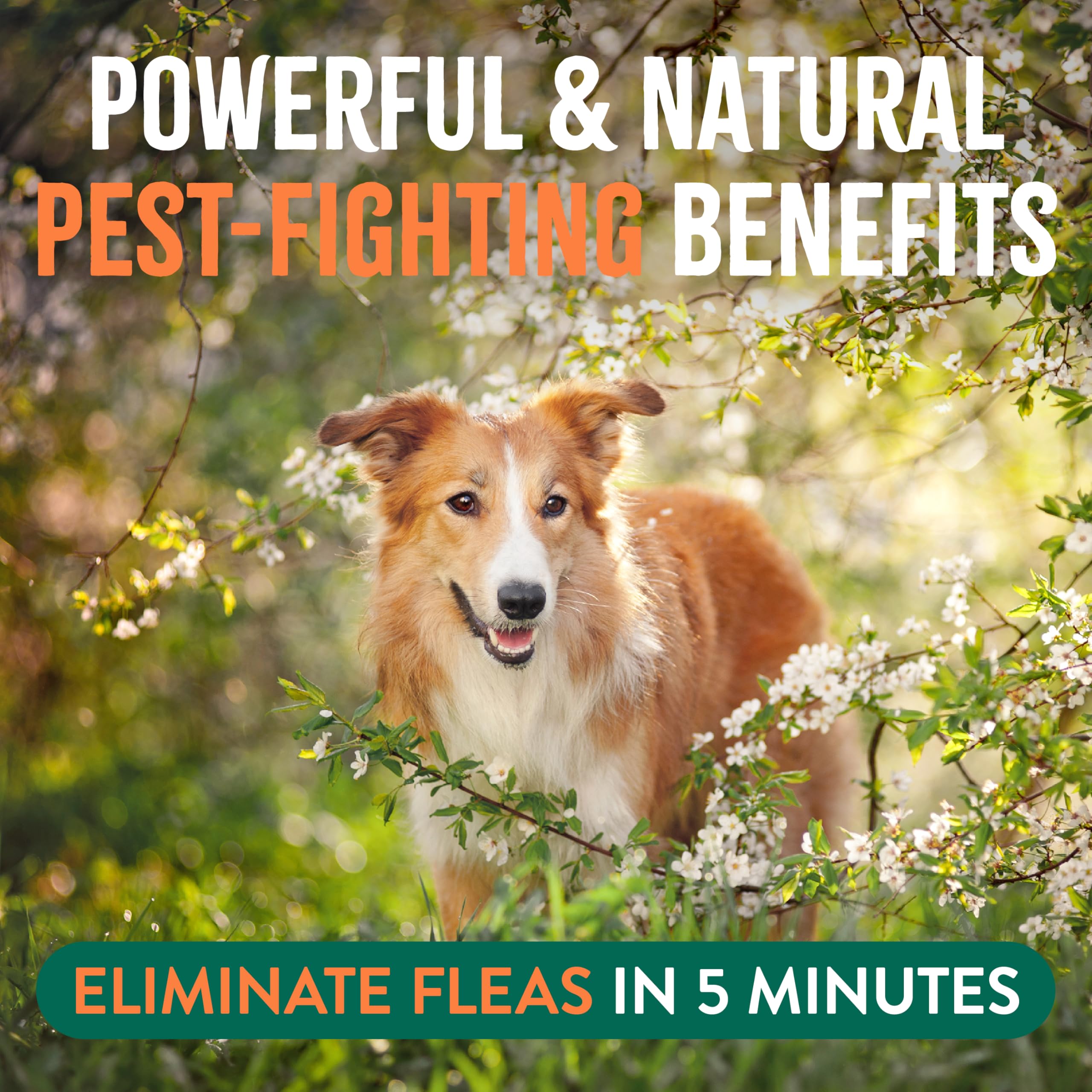 TropiClean Max Strength Flea and Tick Treatment Spray for Home, Safe Prevention Around Kids, Powerful & Natural Defense, Made in