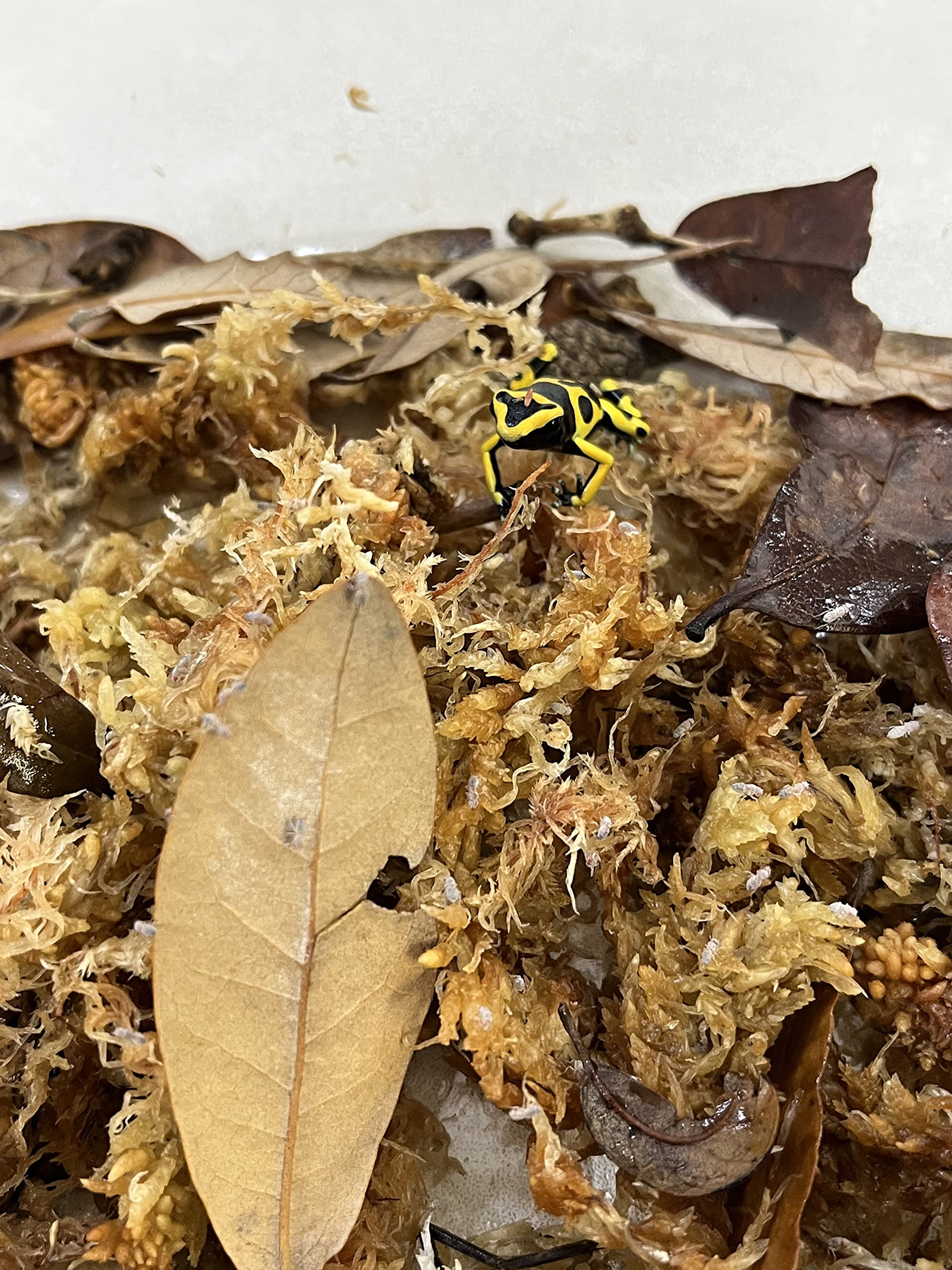Joshs Frogs Producing Wingless Drosophila Melanogaster Fruit Fly Culture