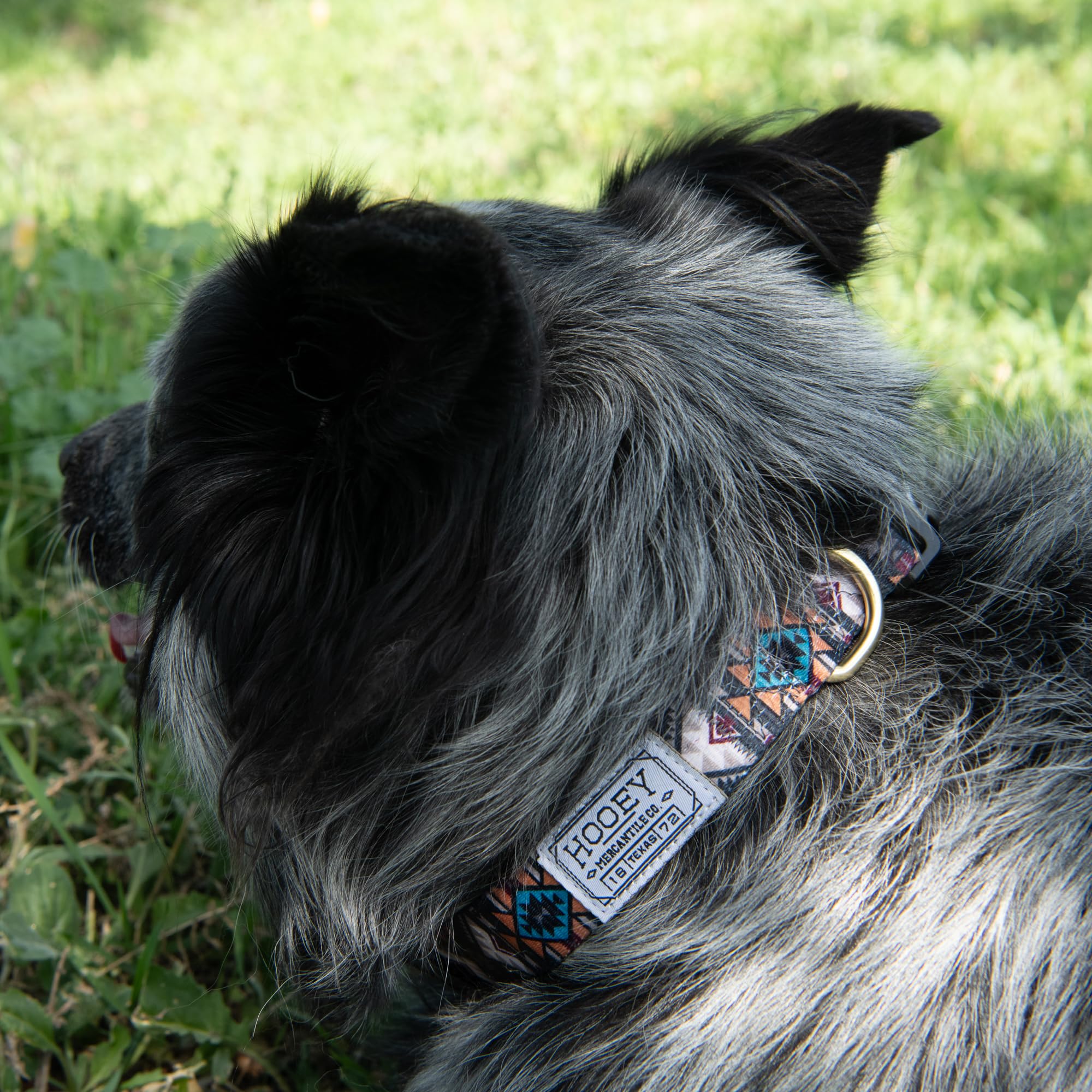 Hooey Nomad Dog Collar, Durable Polyester Webbing Collar With Graphic-Inspired Print, Beluga Monterey, Small