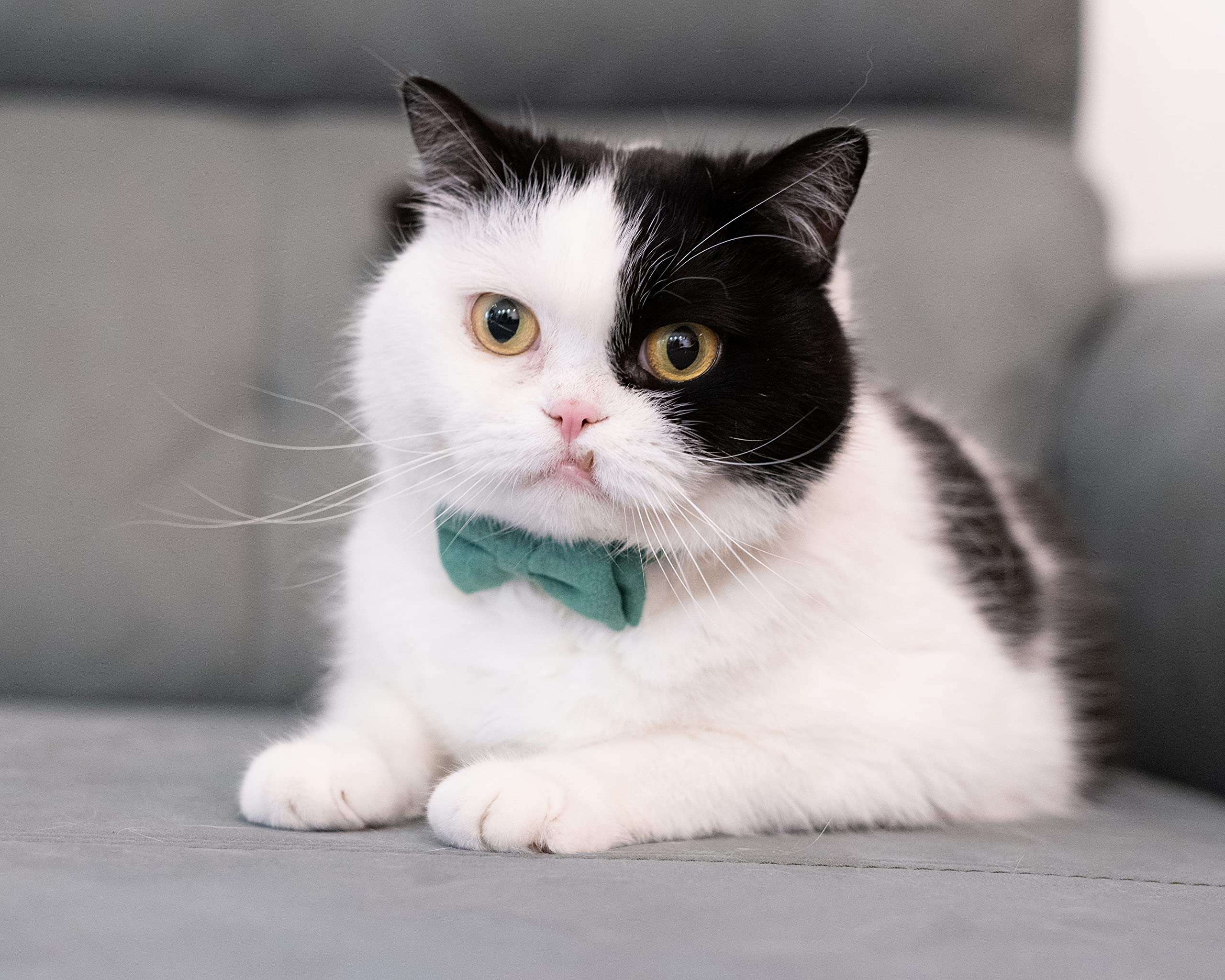 Gyapet Cat Collar Breakaway Bowtie Safety With Bell Adjustbale Kitten Puppy Solid Plaid Color Set J-[2Pcs] Green