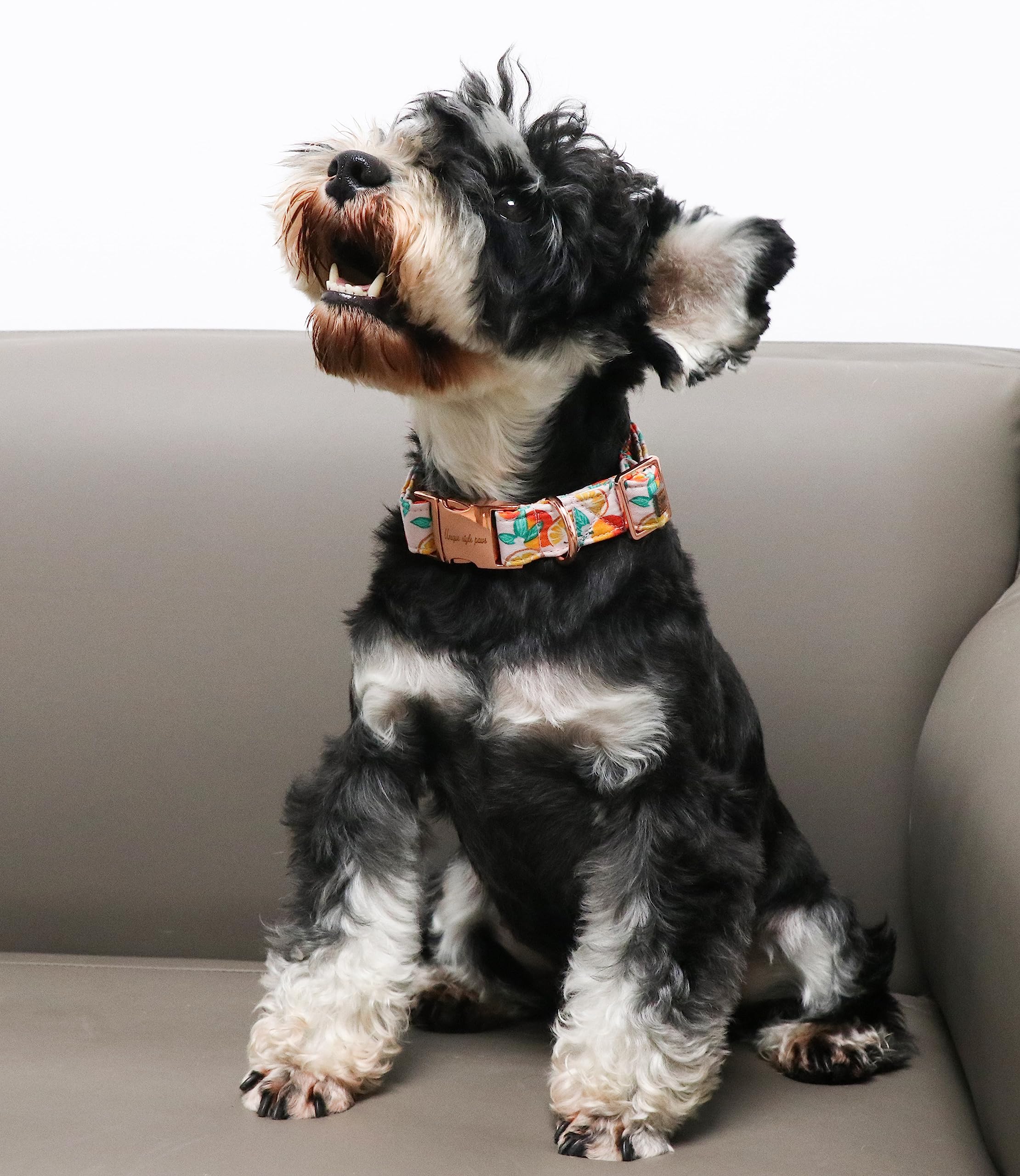 Unique Style Paws Dog Collar Metal Buckle Orange Collar Gift Durable Cute Collar For Small Medium Large Boys Girls Dogs