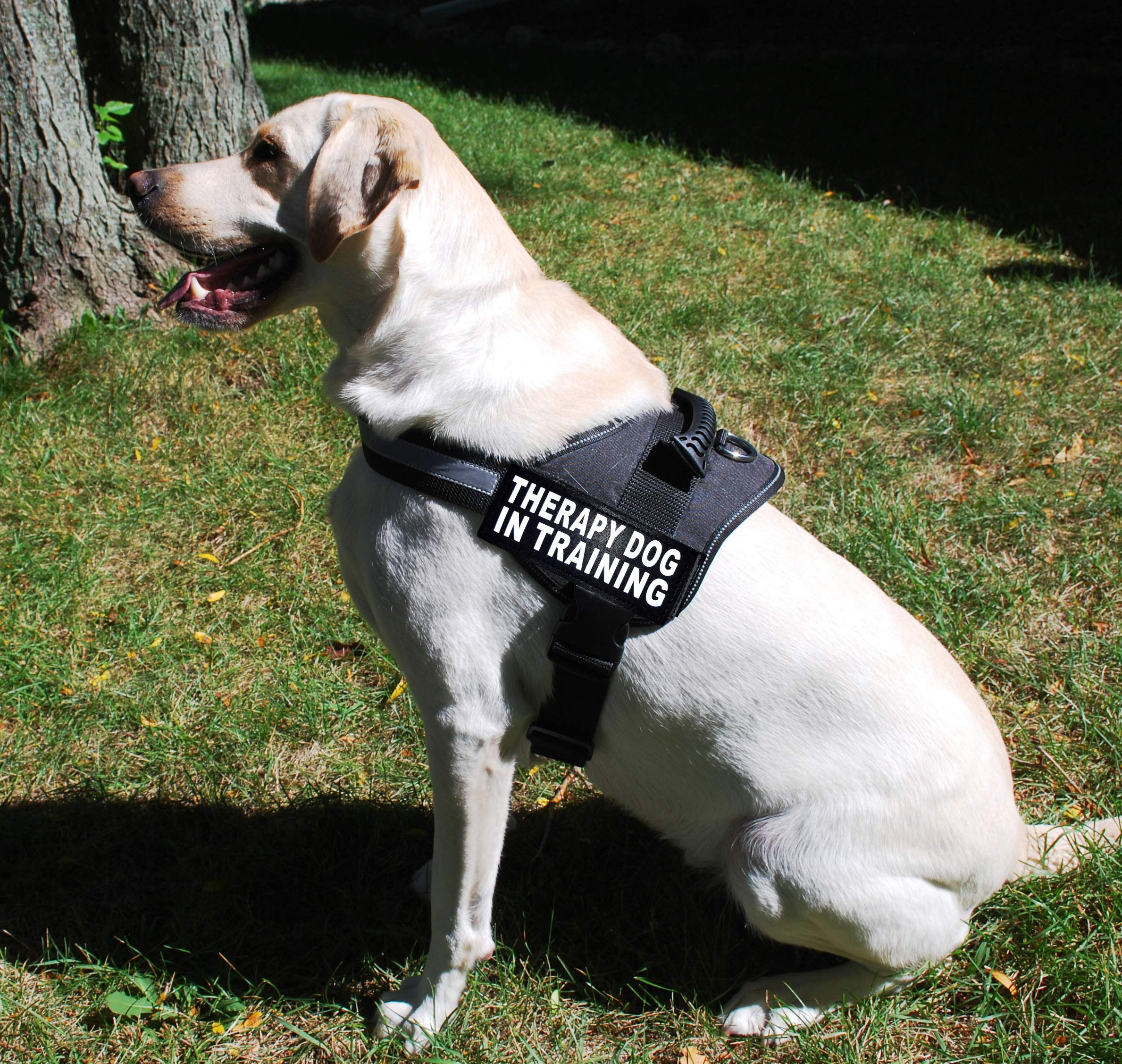 Therapy Dog In Training Nylon Dog Vest Harness. Purchase Comes With 2 Reflective Therapy Dog In Training Pathces. Please Measure Your Dog Before Ordering (Girth 14-18', Black)