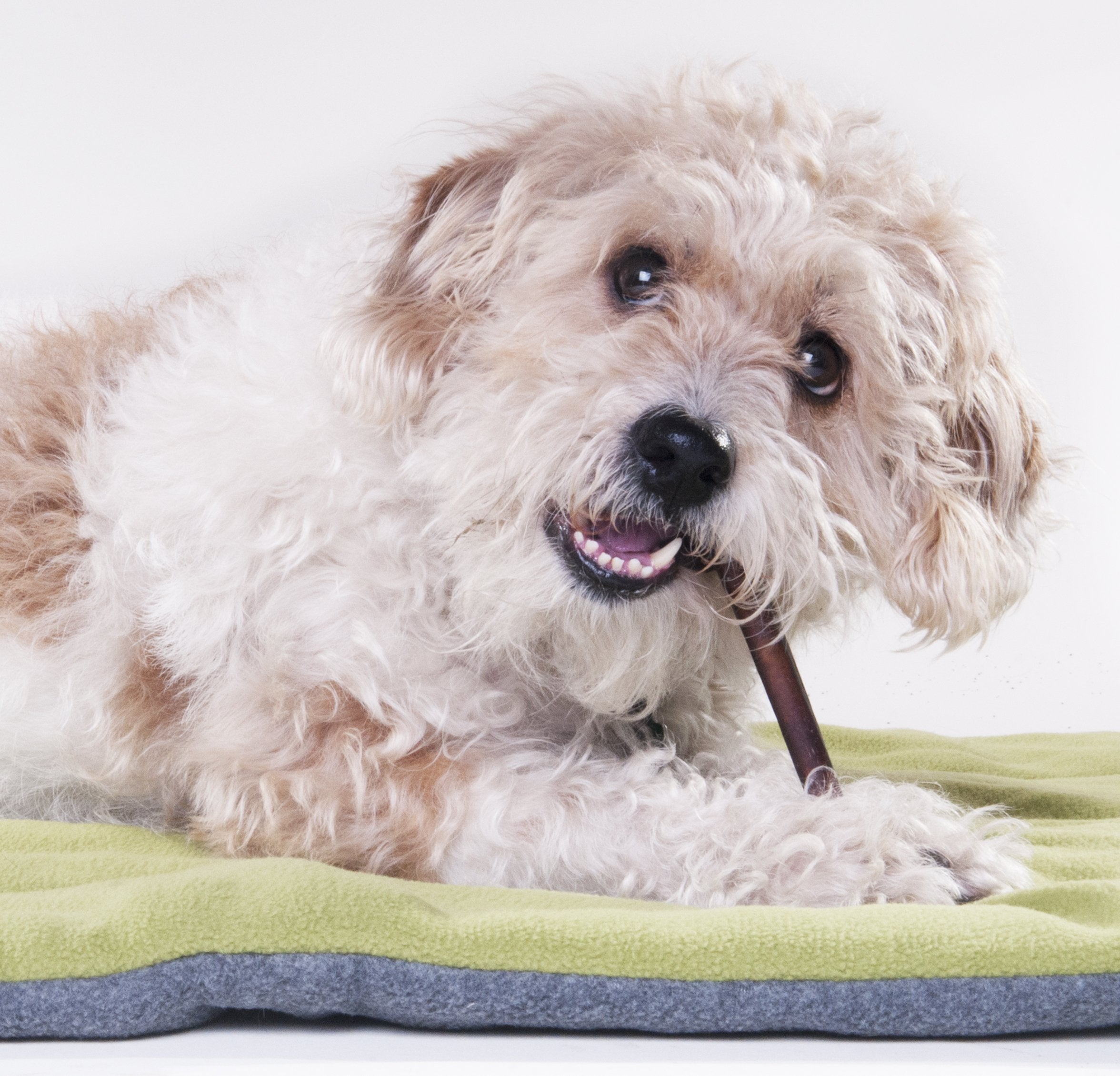 Downtown Pet Supply - Bully Sticks for Dogs - Dental Treats & Rawhide-Free Chews With Protein, Vitamins & Minerals - Natural Bee