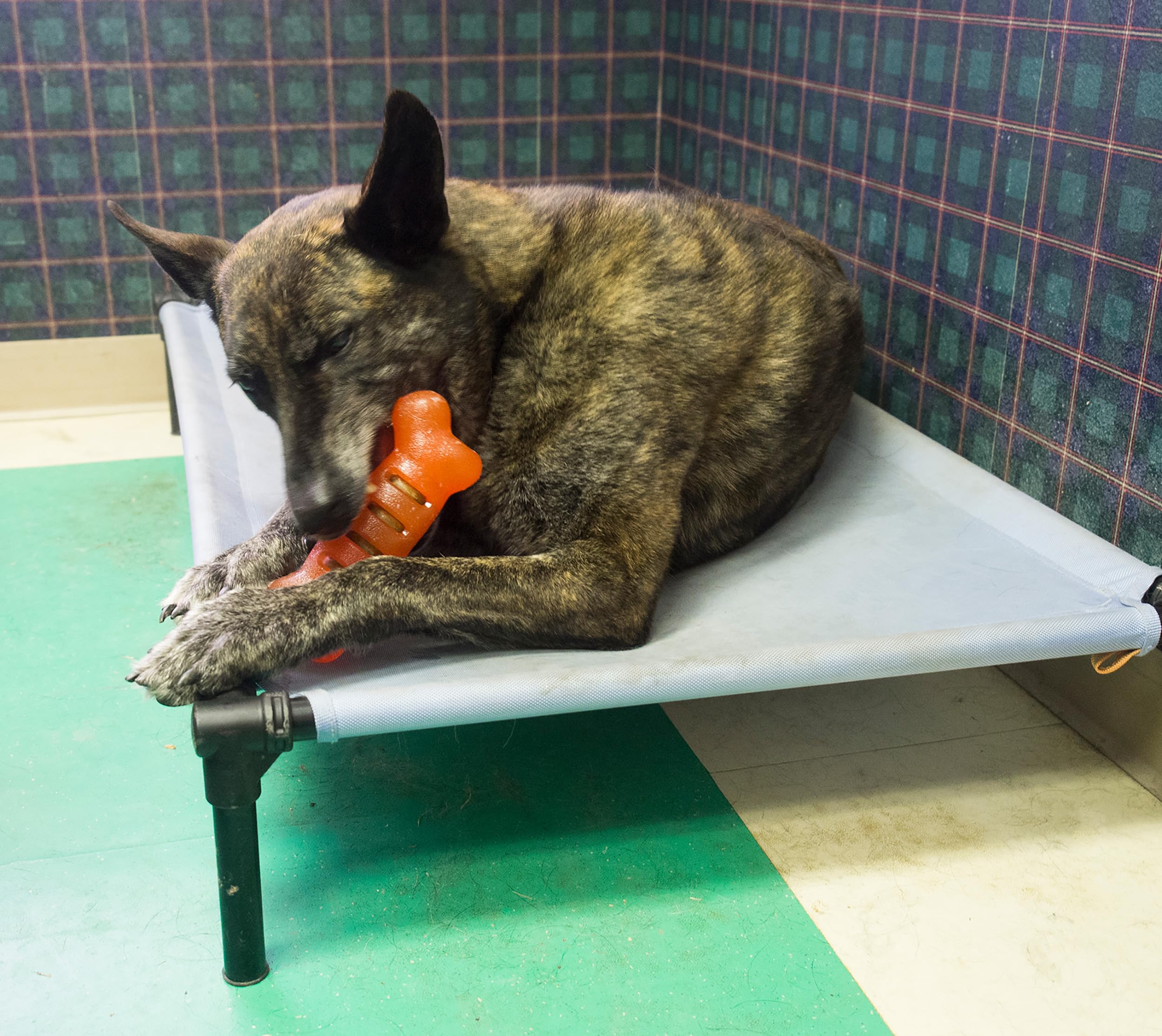 Starmark Treat Ringer FlexGrip Bone Large,Red