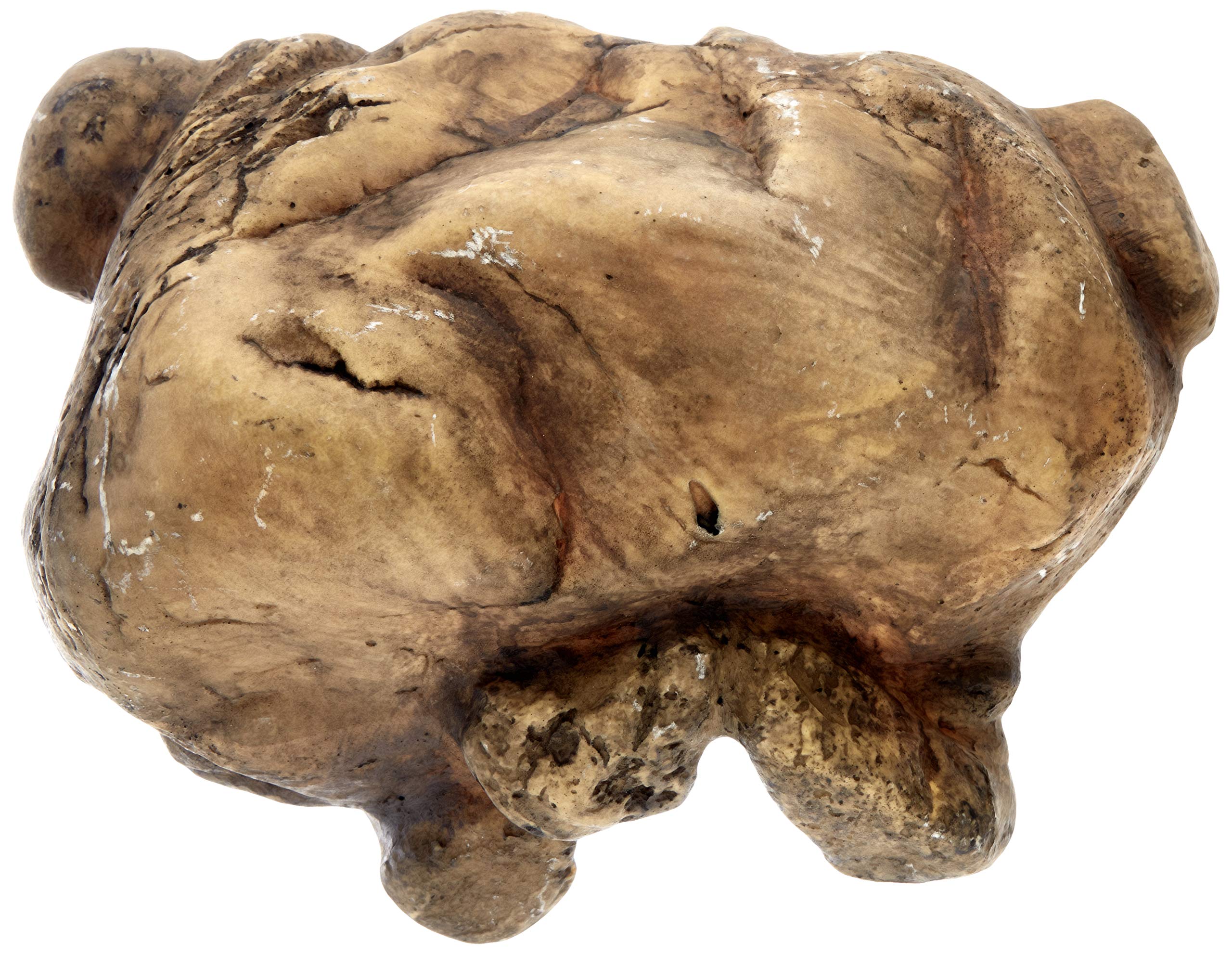 Exo Terra Reptile Cave - Large