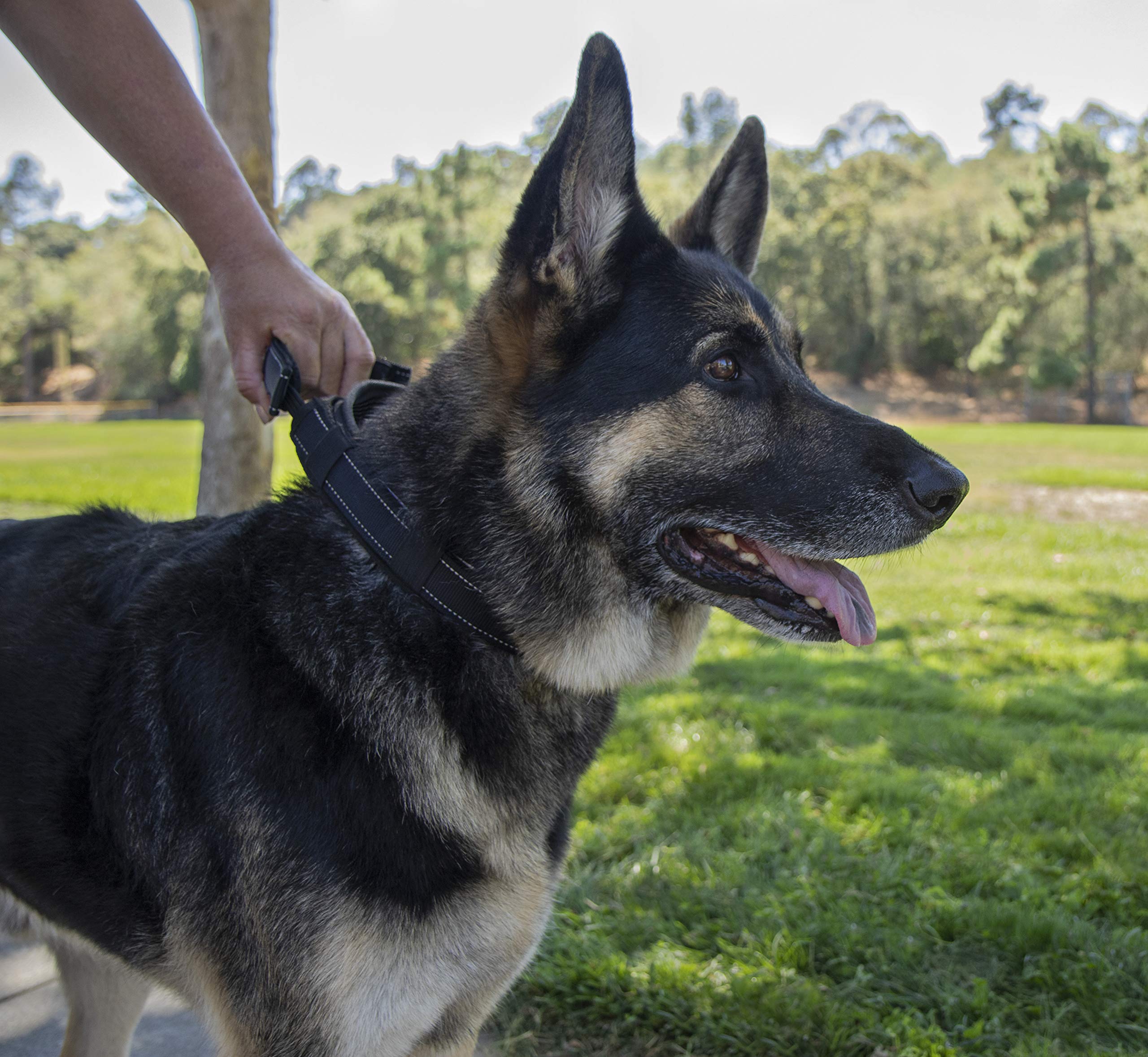 Sherpa Dog Collar, Built-In Quick Grab Handle, Padded - Black, Extra Large