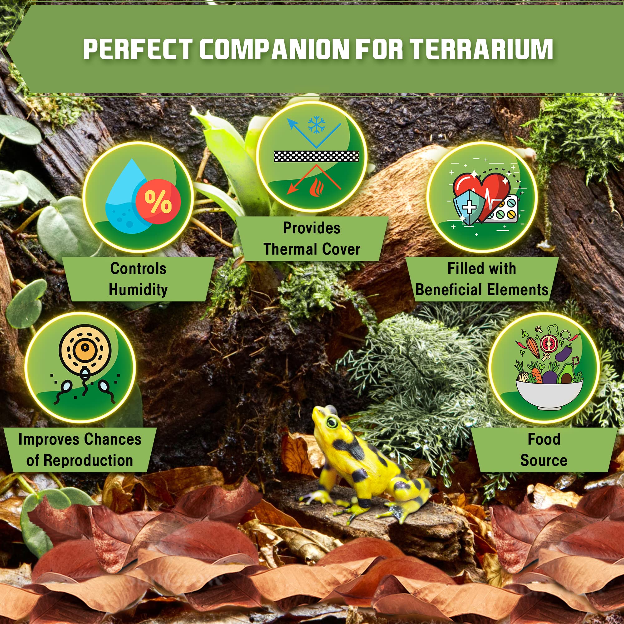 Sungrow Dwarf Frog Mini Catappa Leaves (50 Pc) - Tannin Helps Remove Ammonia, Lower Ph - Leaf Litter Indian Almond Leaves, Aquar