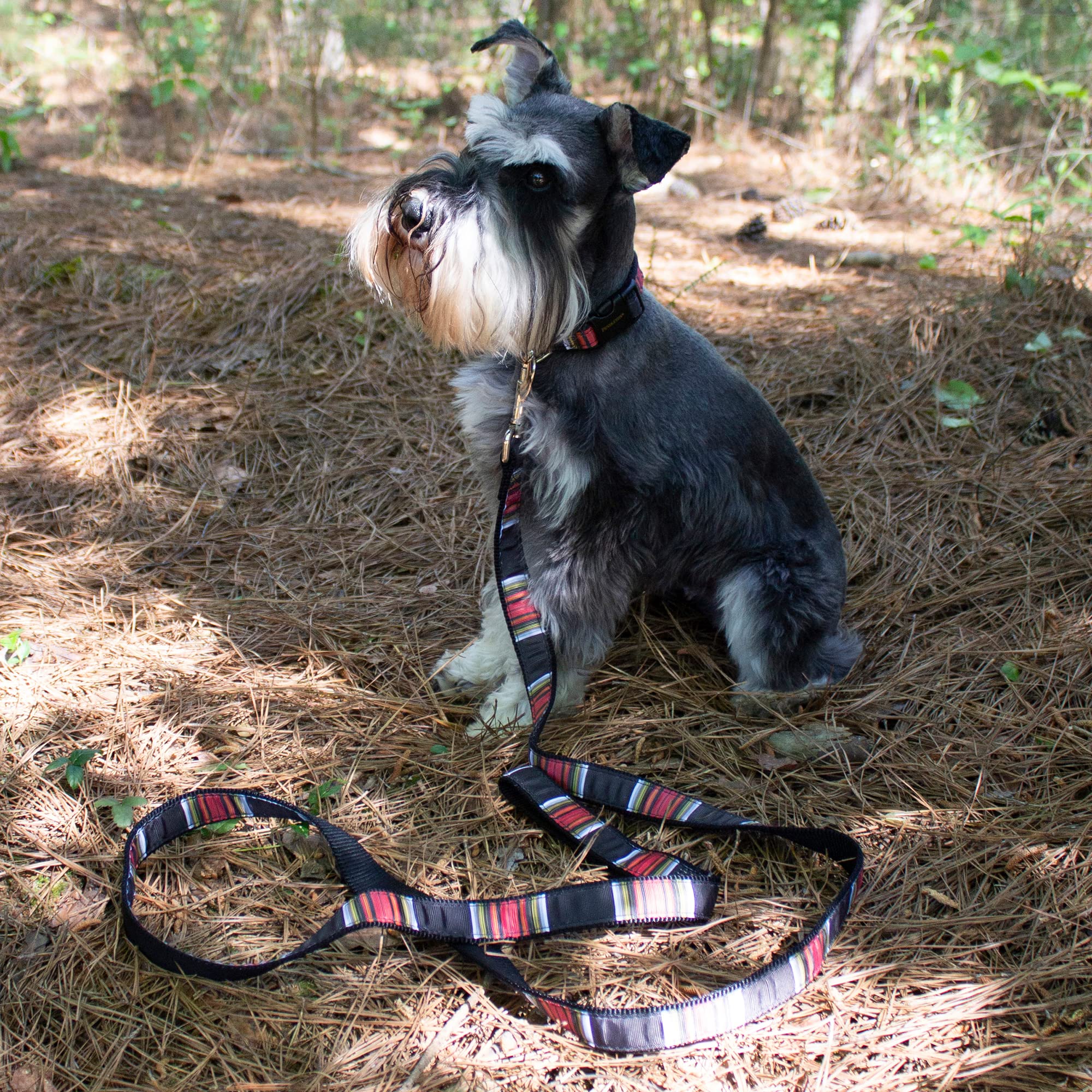 The Pendleton Collection Hiker Dog Collar, Acadia Small
