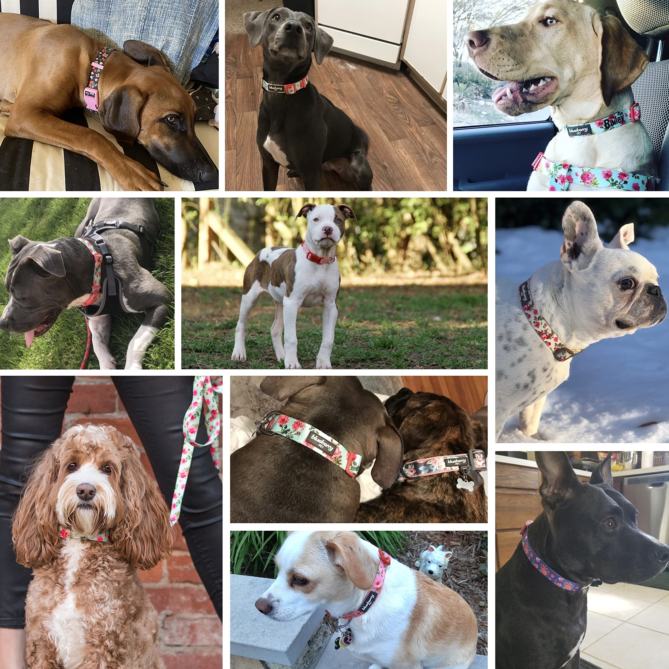 Blueberry Pet 7 Patterns Spring Scent Inspired Floral Rose Print Turquoise Adjustable Dog Collar, X-Small, Neck 8'-11'