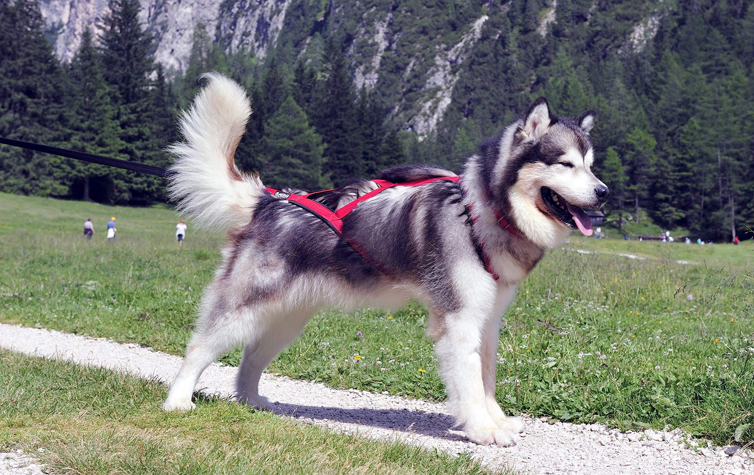 Neewa Pro Sled Dog Harness (Blue, Medium (Neck 17 Chest 29 Back 20))