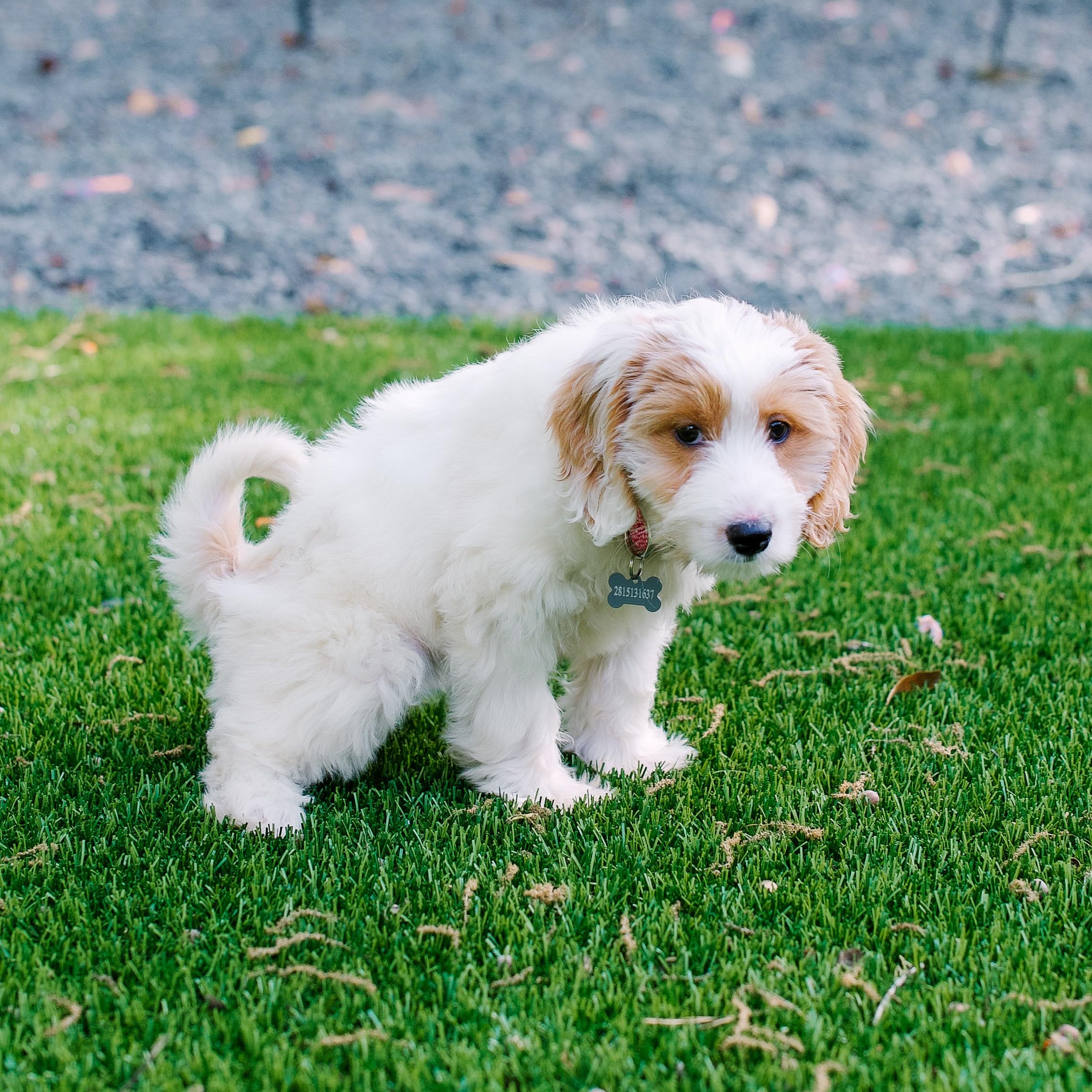 My Pet Peed 1 Gallon Refill Pet Stain & Complete Odor Eliminator (Sprayer Not Included)