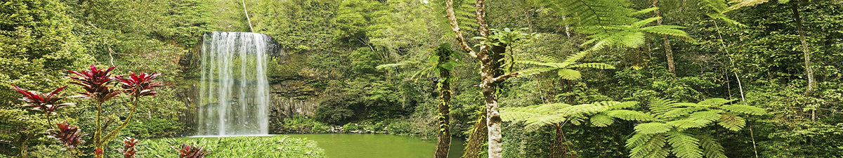 Reptile Habitat Background; Rain Forest, Waterfall, Red Leaves For 20L, 3-Sided Wraparound