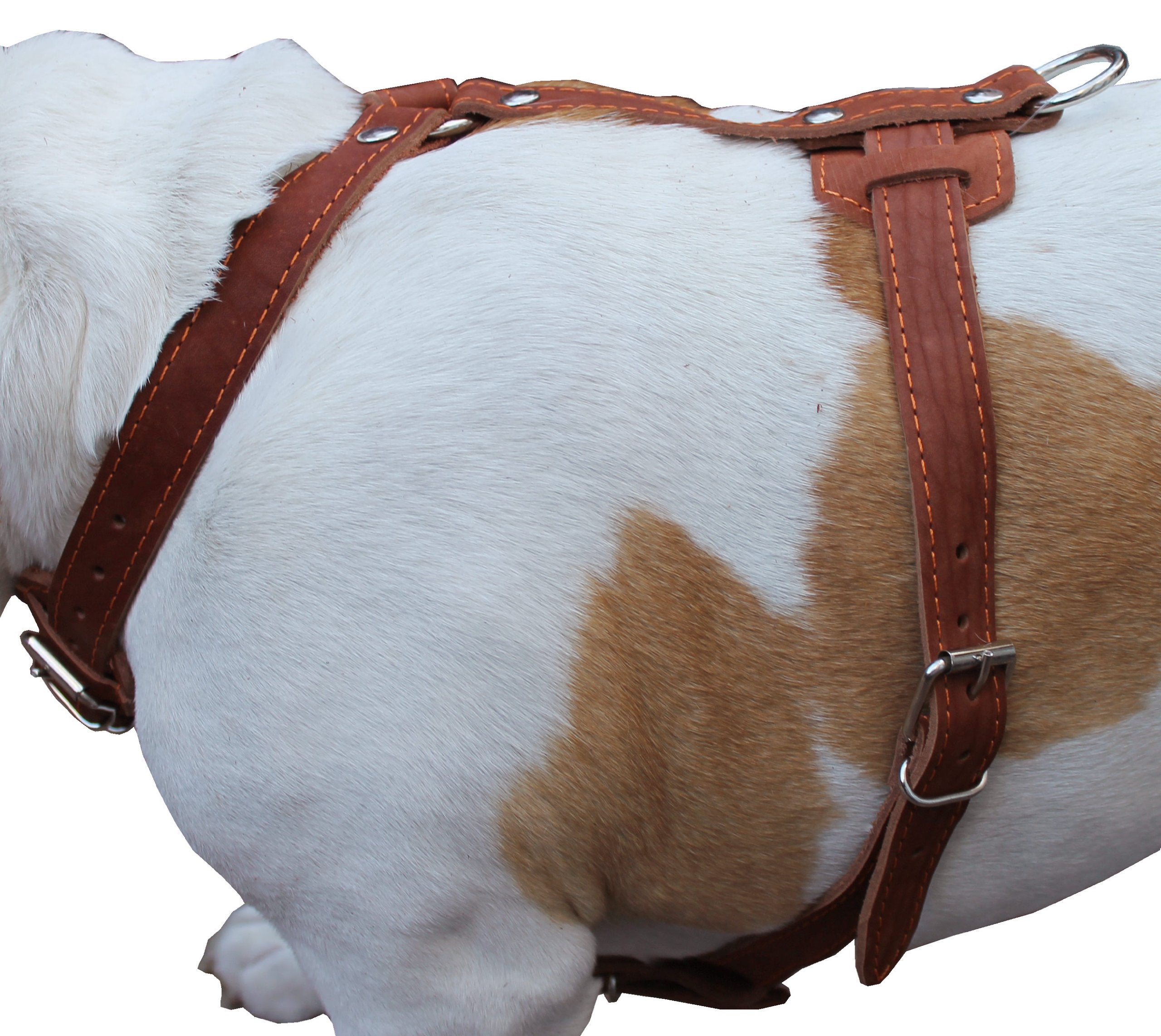 Genuine Leather Dog Harness, 33'-41' Chest, 1' Wide Straps Newfoundland, Great Dane