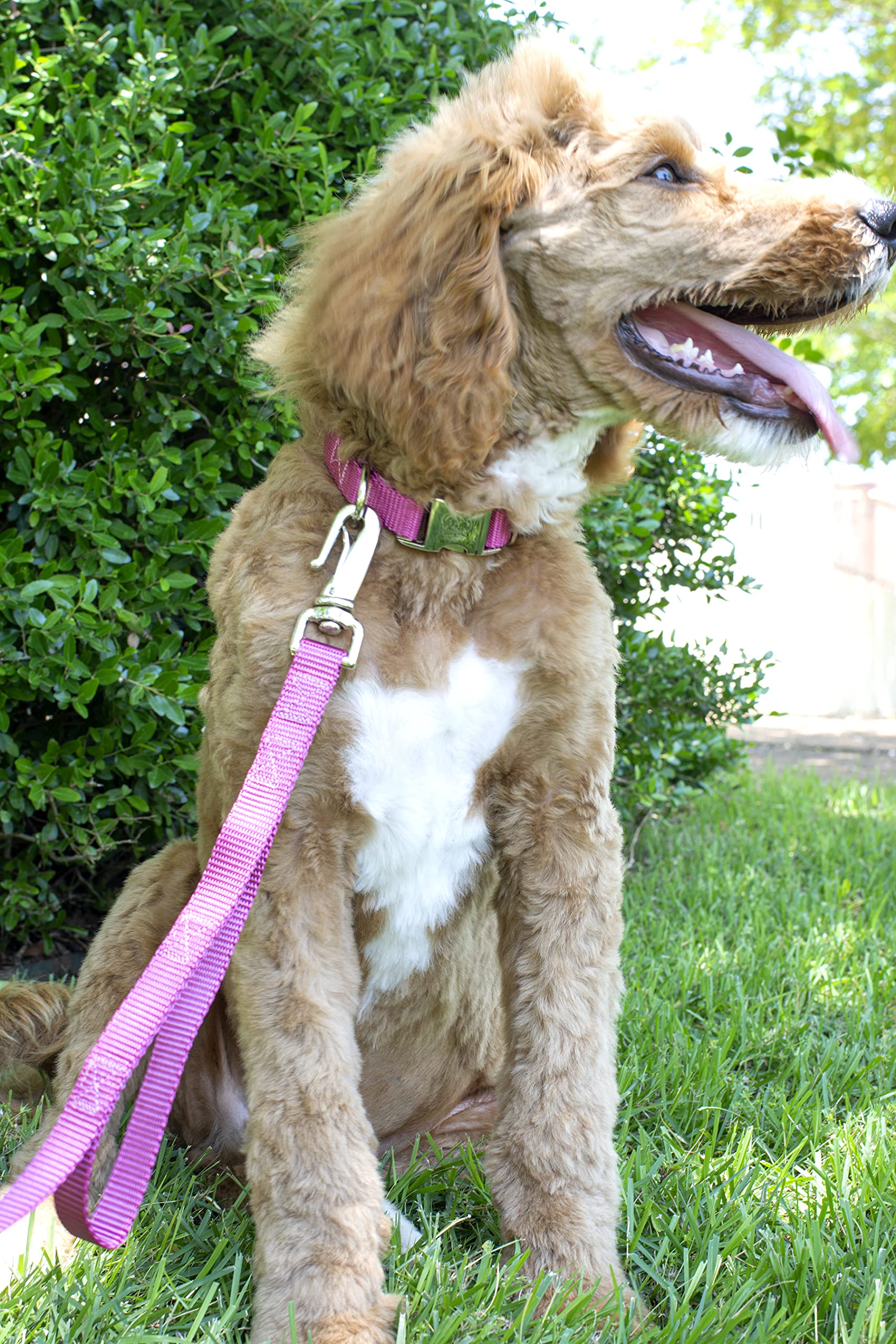 Country Brook Design - Vibrant 30+ Color Selection - Premium Nylon Dog Collar With Metal Buckle (Medium, 3/4 Inch, Rose)