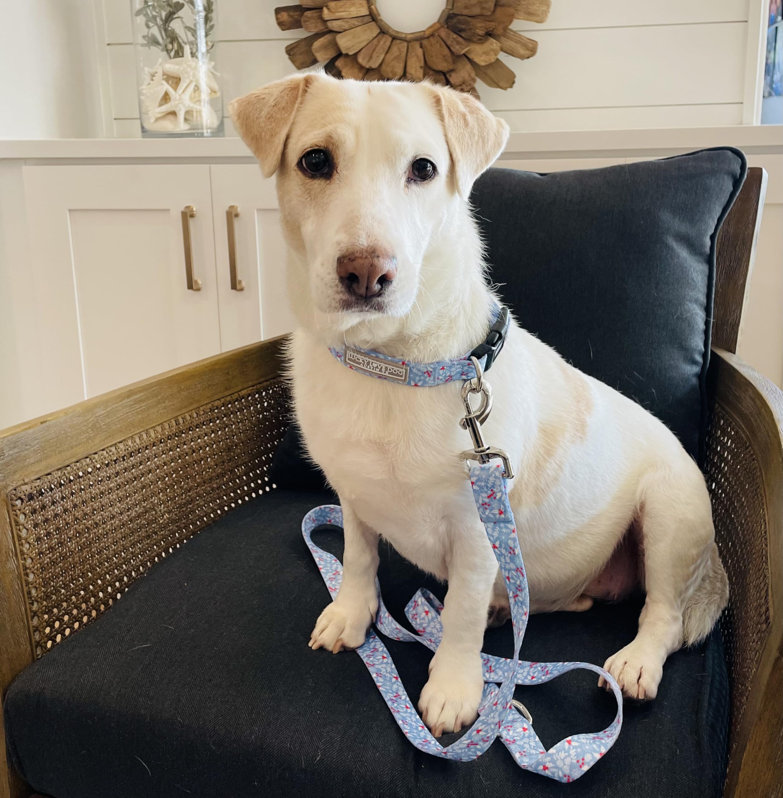 Lucky Love Dog Collar, Cute Winter Dog Collars For X-Small Dogs, Blue Snowflake Dog Collar For Male And Female Dogs, Part Of Pur