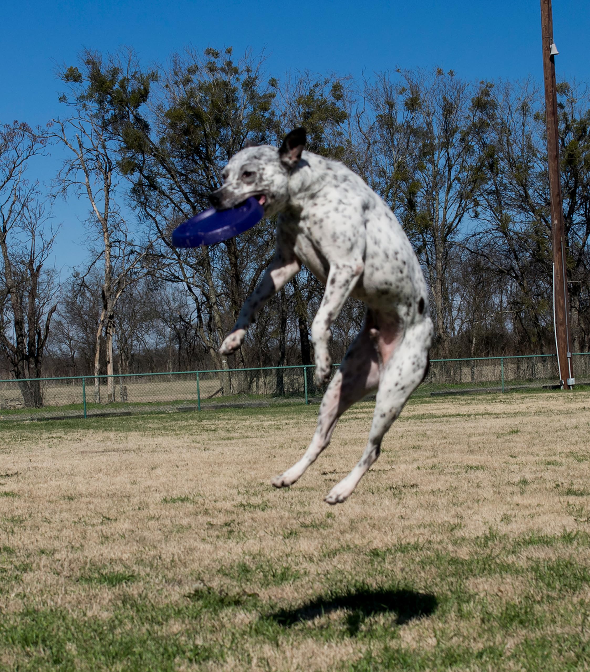 Starmark Easy Glide Durafoam Flying Disc Dog Toy, Color Varies 9'