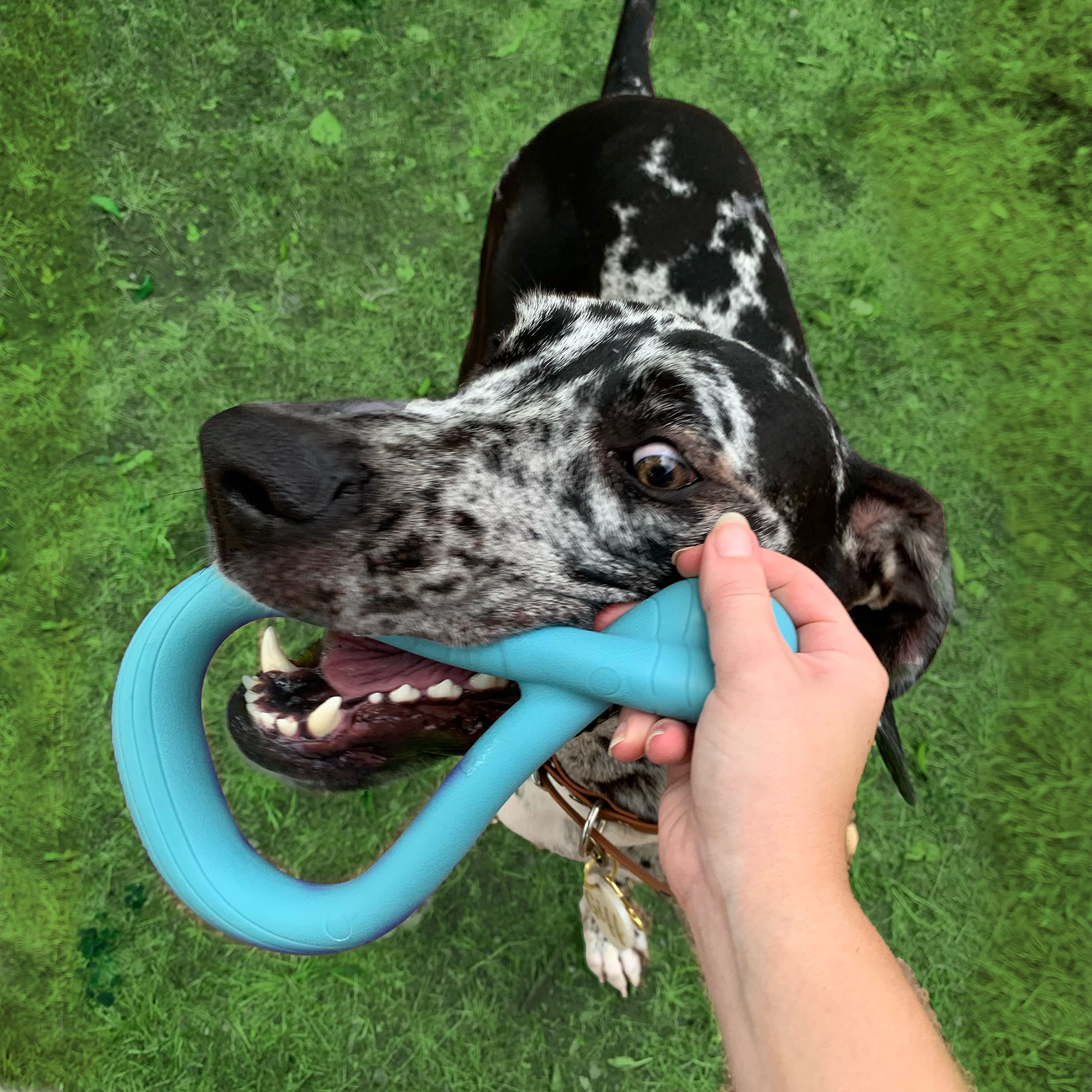 Nylabone Tuug Interactive Dog Toy for Dog Enrichment - Firm Yet Flexible Dog Tug Toy for Creative Play & Dog Exercise - Play Toy