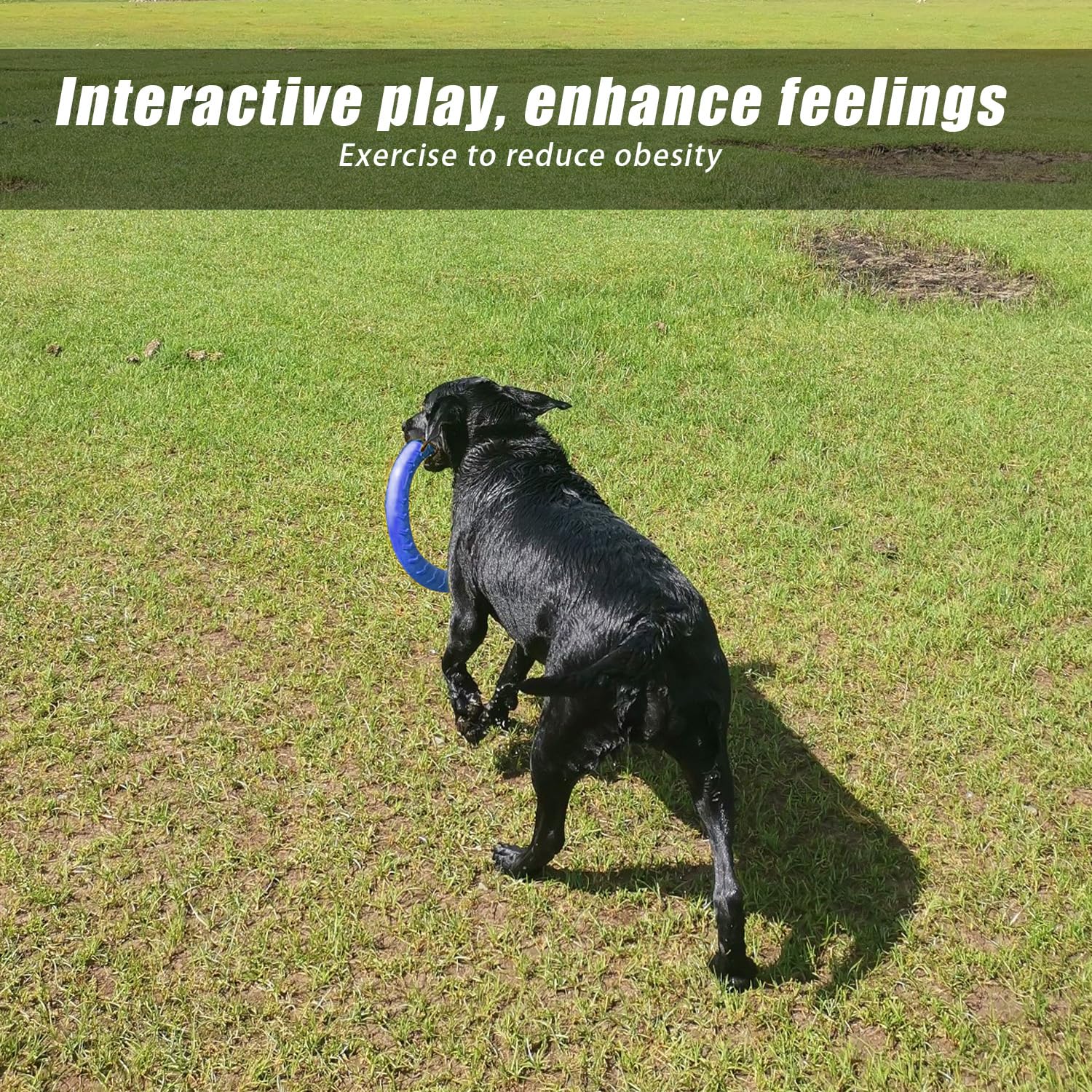 Dlder Blue Indestructible Dog Toys For Aggressive Chewers Flying Discs For Medium/Large Breeds Dog Training Ring,