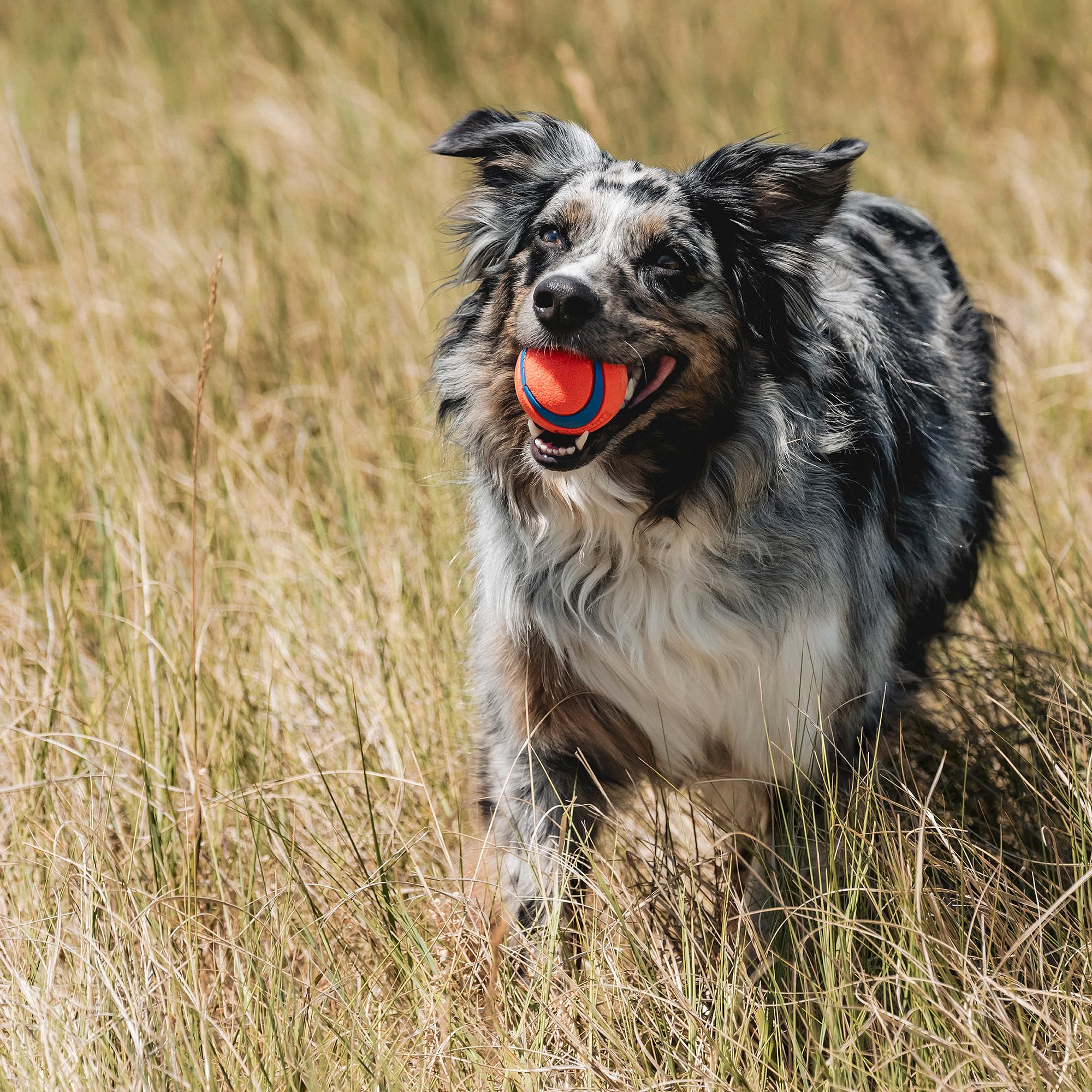 Chuckit! Ultra & Squeaker Ball Dog Toy - Medium Bouncy Fetch Balls for Dogs 20-60 lbs - Made from Durable Rubber - Floating Wate