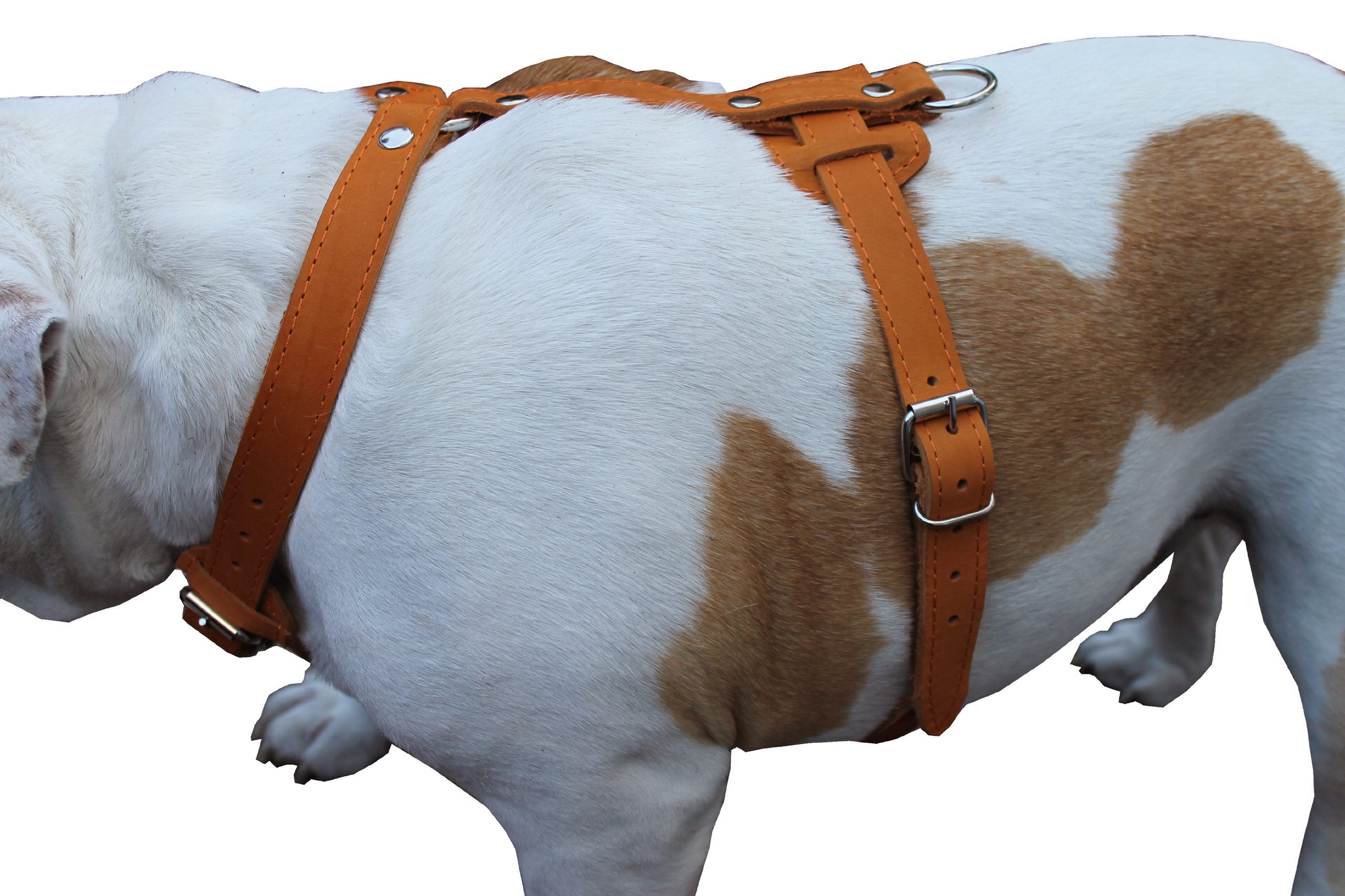 Genuine Leather Dog Harness, 29''-37'' Chest, 1'' Wide Straps, Doberman, Pitbull, Bullterrier