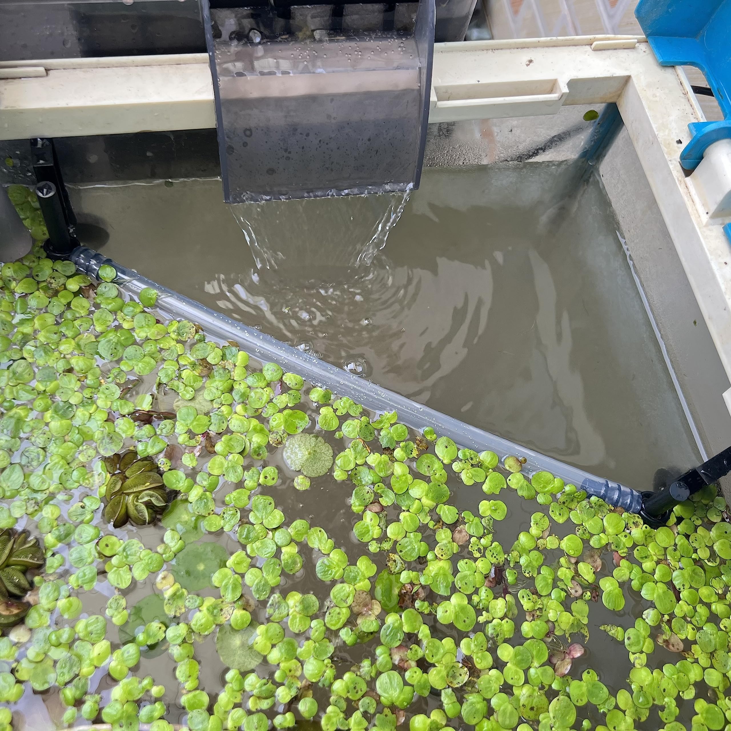 HOZOE Floating Plant Fence for Aquarium, Separates Plants, Automatically Adjusts Height with Water Level, Suitable for Most Aqua