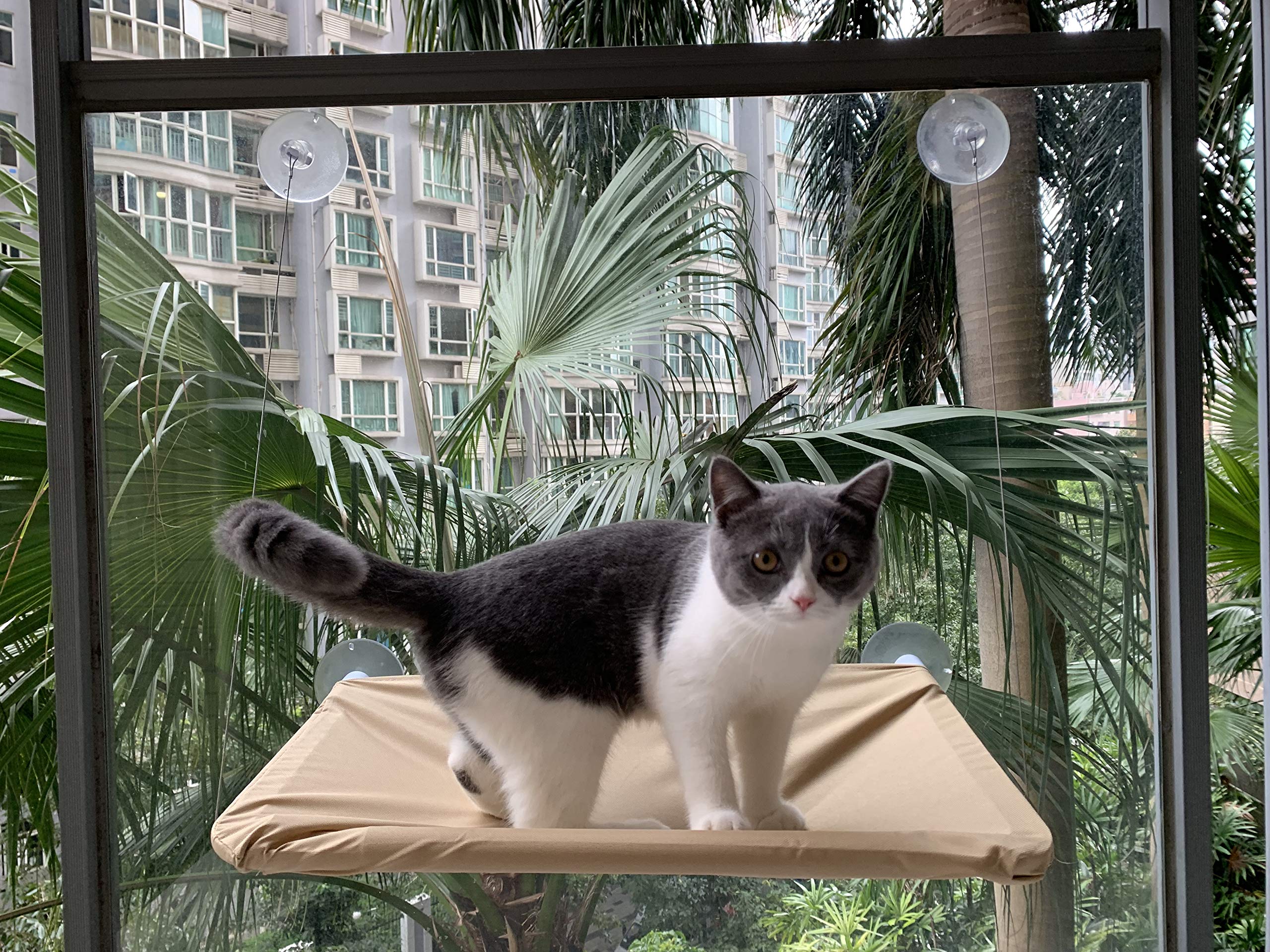 Cat Window Perch,Cat Hammock Window Seat Bed Space Saving Design 360° Sunbath Holds Up To 50Lbs For Any Cat Size