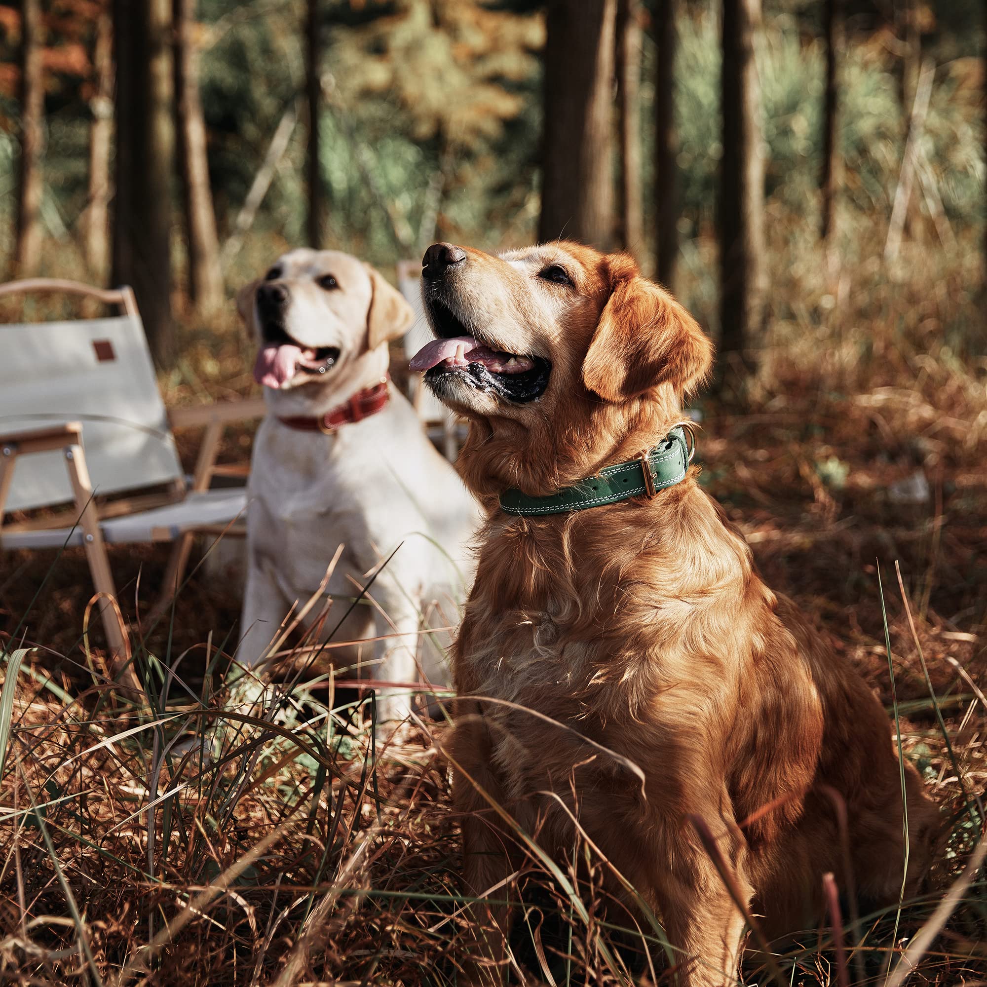 Daihaqiko Leather Dog Collar, Heavy Duty, Wide, Genuine, For Medium & Large Dogs, Dual Stitch - Green