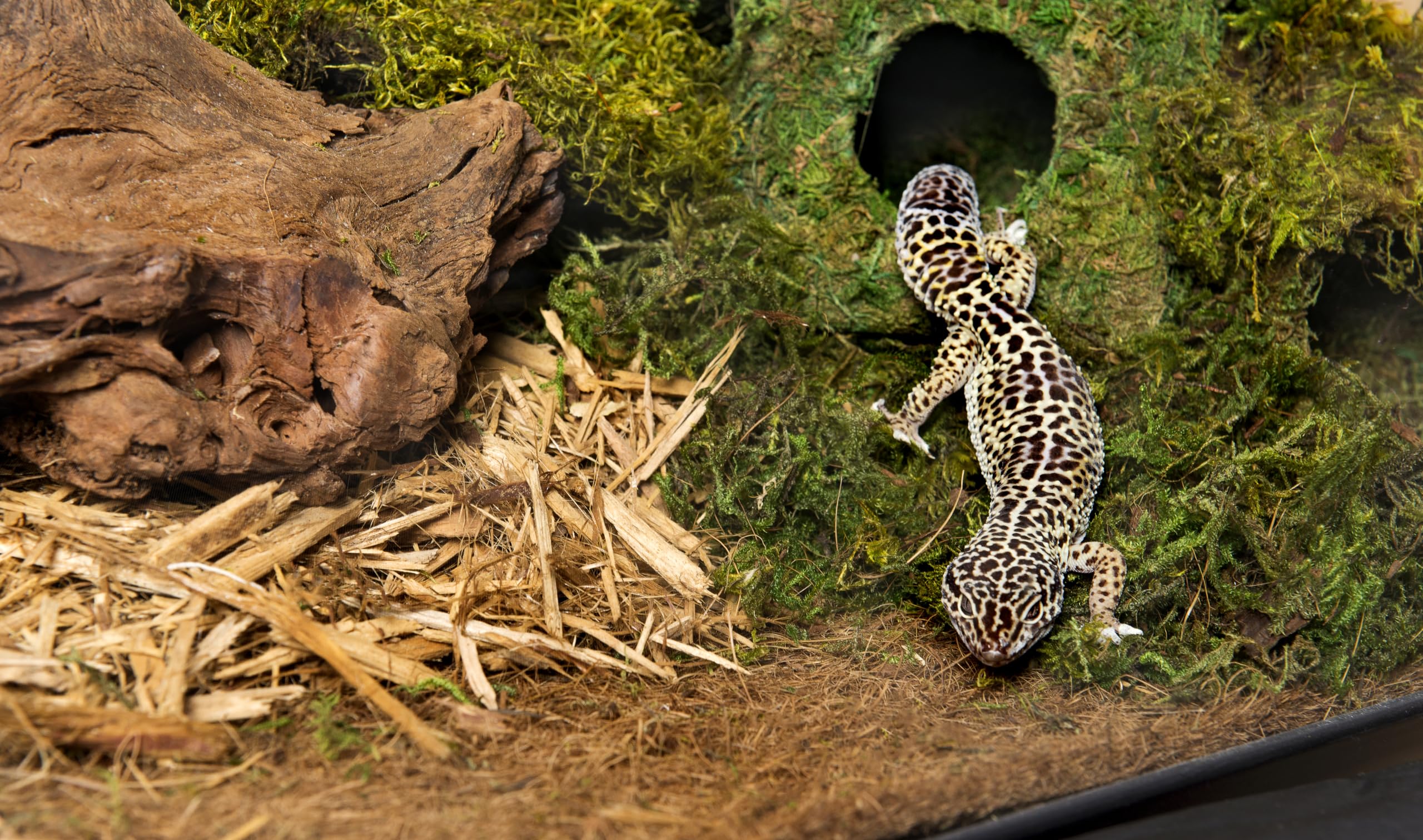 Galápagos (05056) Cypress Tank-Mulch Woodland Bedding For Reptiles & Amphibians, Eco-Friendly, High Absorbency, Dust-Free Perfect For Bearded Dragons, Tortoises, Snakes, & More, 24Qt