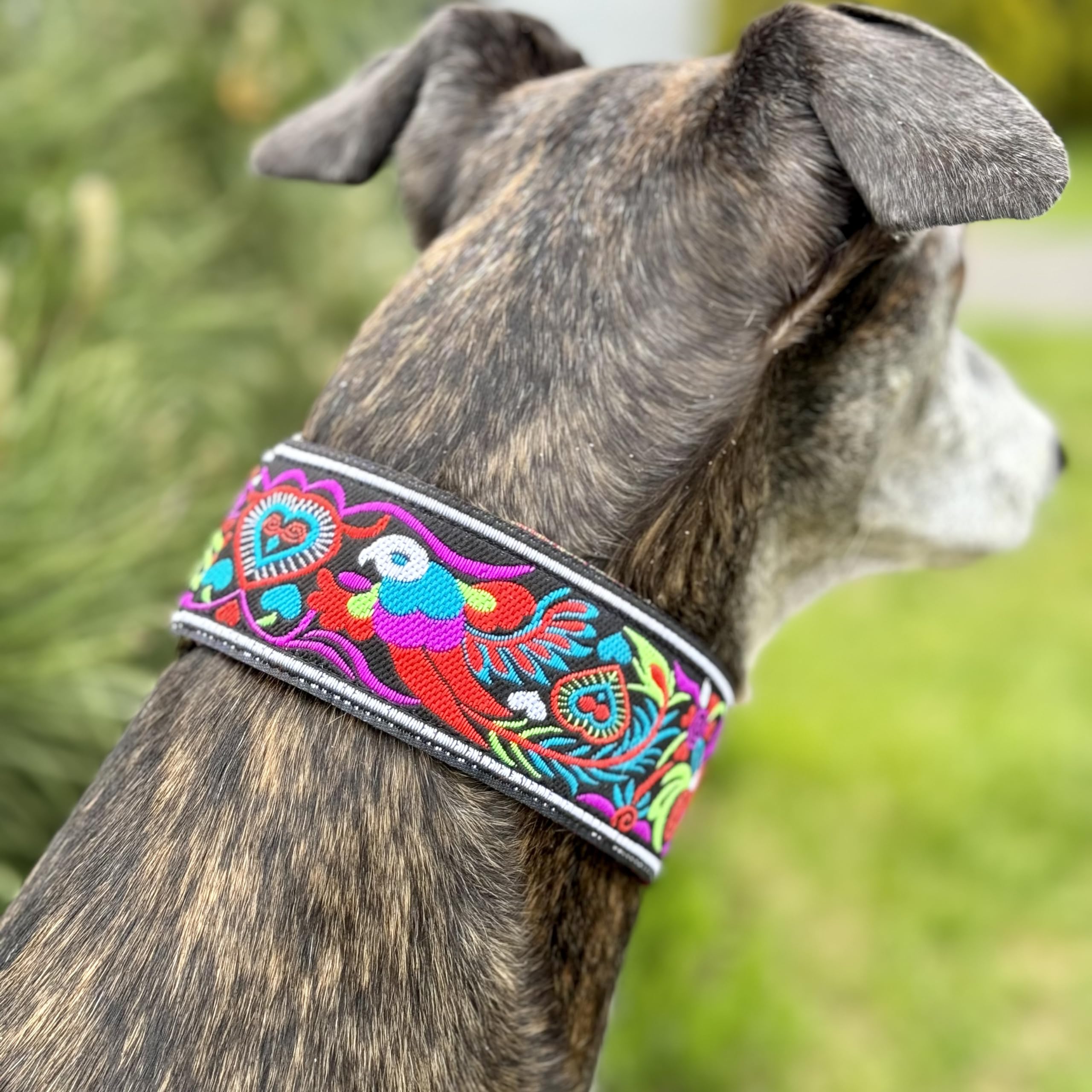 Sighthound Gang Extra Soft Martingale Dog Collar For Greyhound Saluki Whippet And Other Breeds With Similar Neck 2' Wide (M 11'-14')