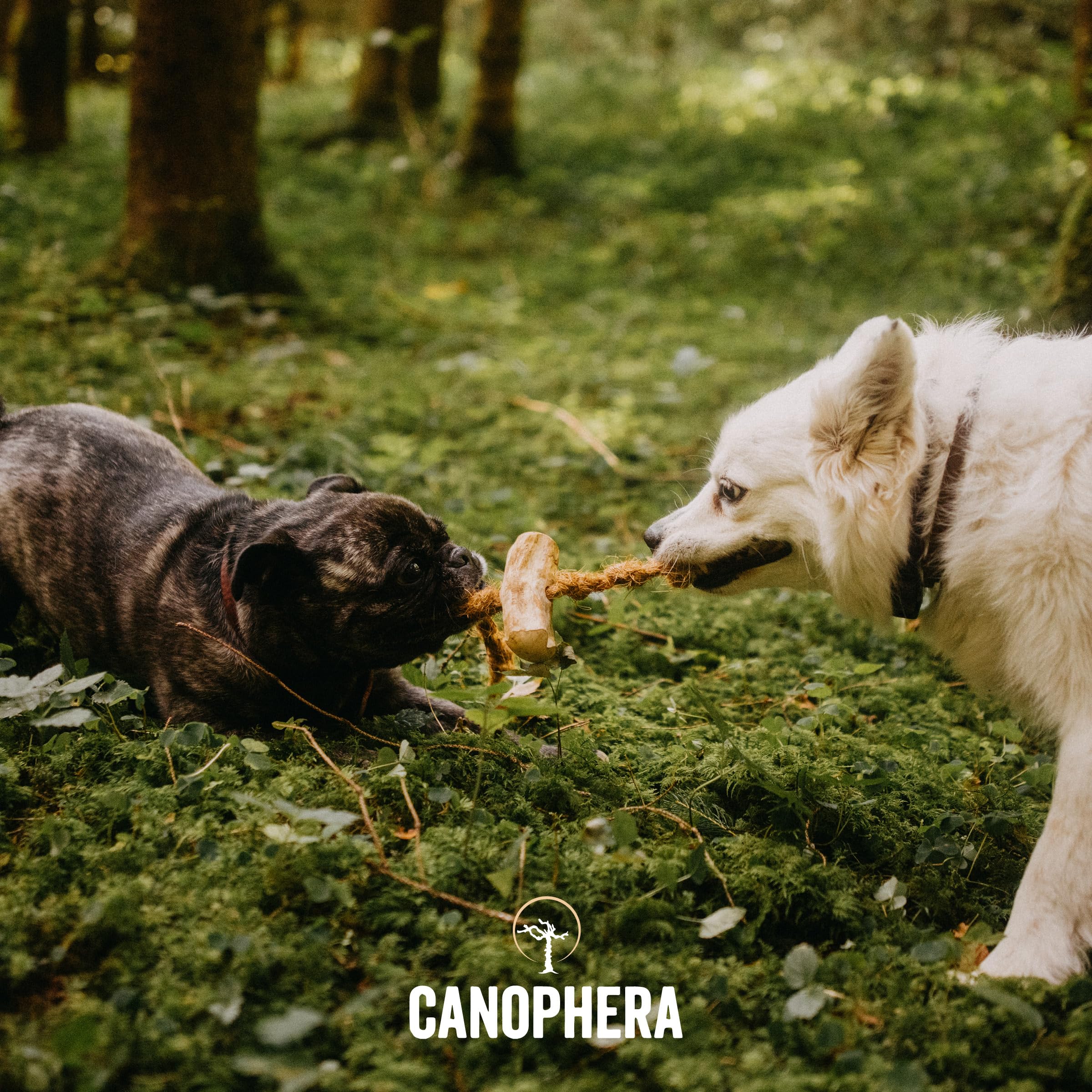 Canophera Dog Chew Made Of Coffee Wood And Coconut Rope (Xtra Large)