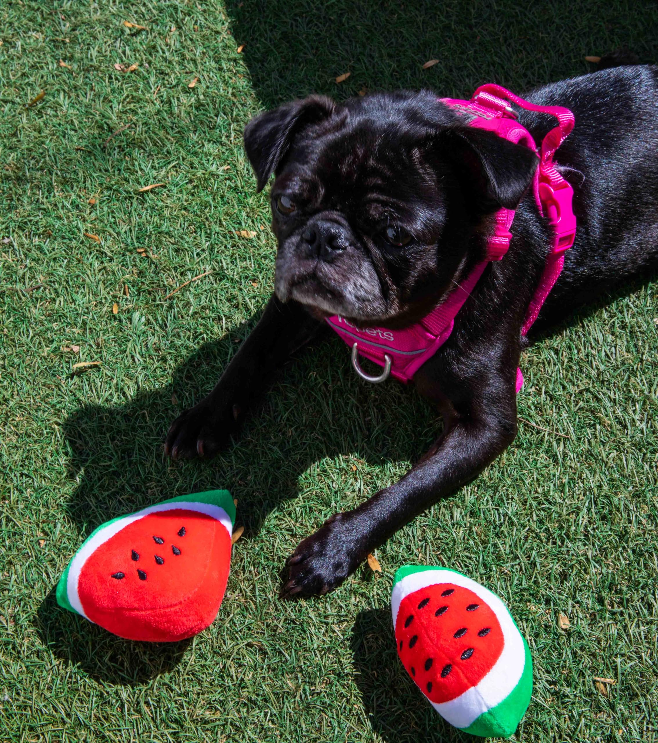 Glow Pups Dog Toy Watermelon 2-Pack For Small Dogs, Plush Squeaky Dog Toys For Small Dogs, Fun Cute Design, Promotes Mental Stim