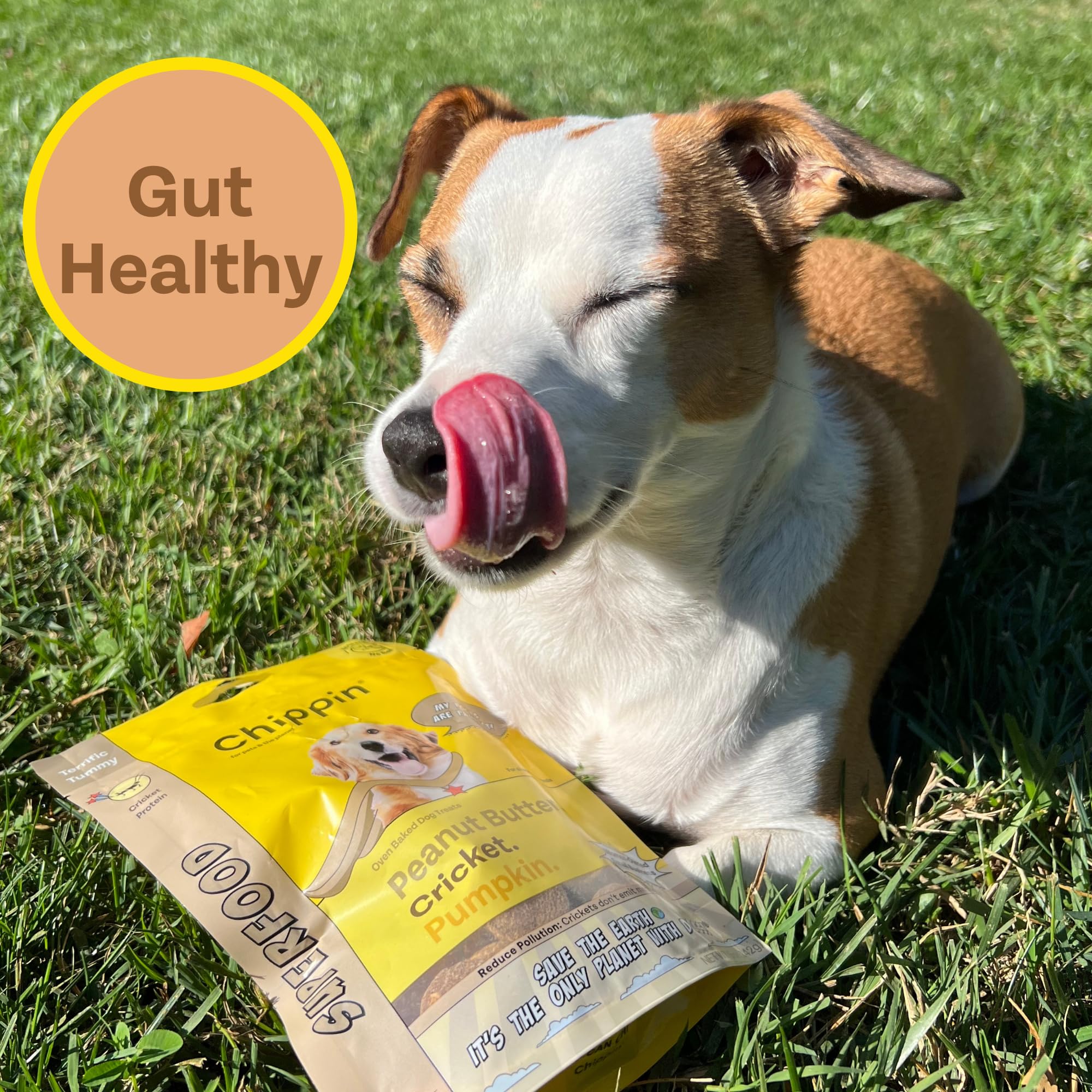 Peanut Butter Dog Treats, Healthy Puppy Treat, Pumpkin, Cricket, Gift for Pet Lovers, Natural Dog Snacks, Hypoallergenic, Gut-He