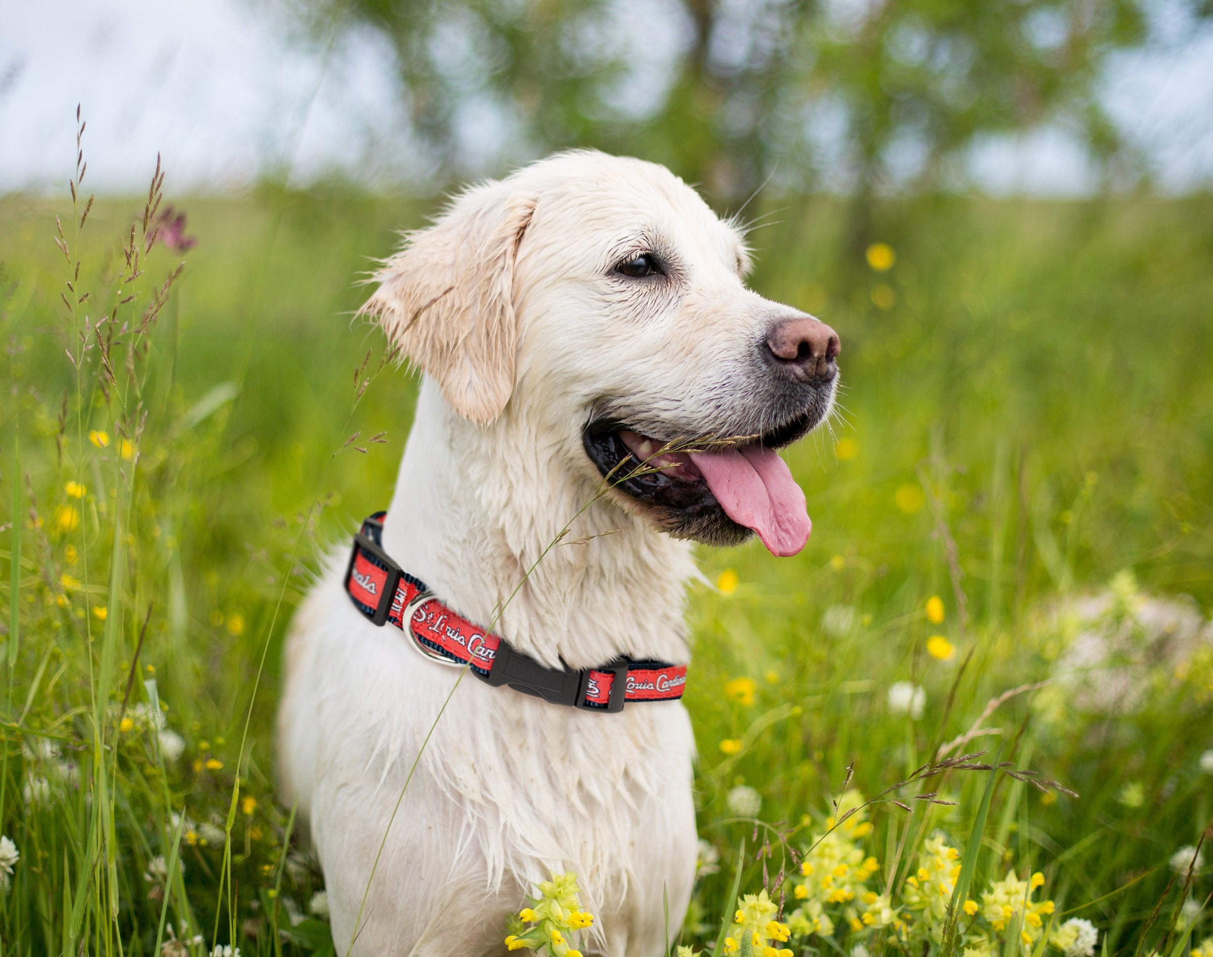 MLB St. Louis Cardinals Licensed PET COLLAR- Heavy-Duty, Strong, and Durable Dog Collar. Available in 29 Baseball Teams and 4 Si