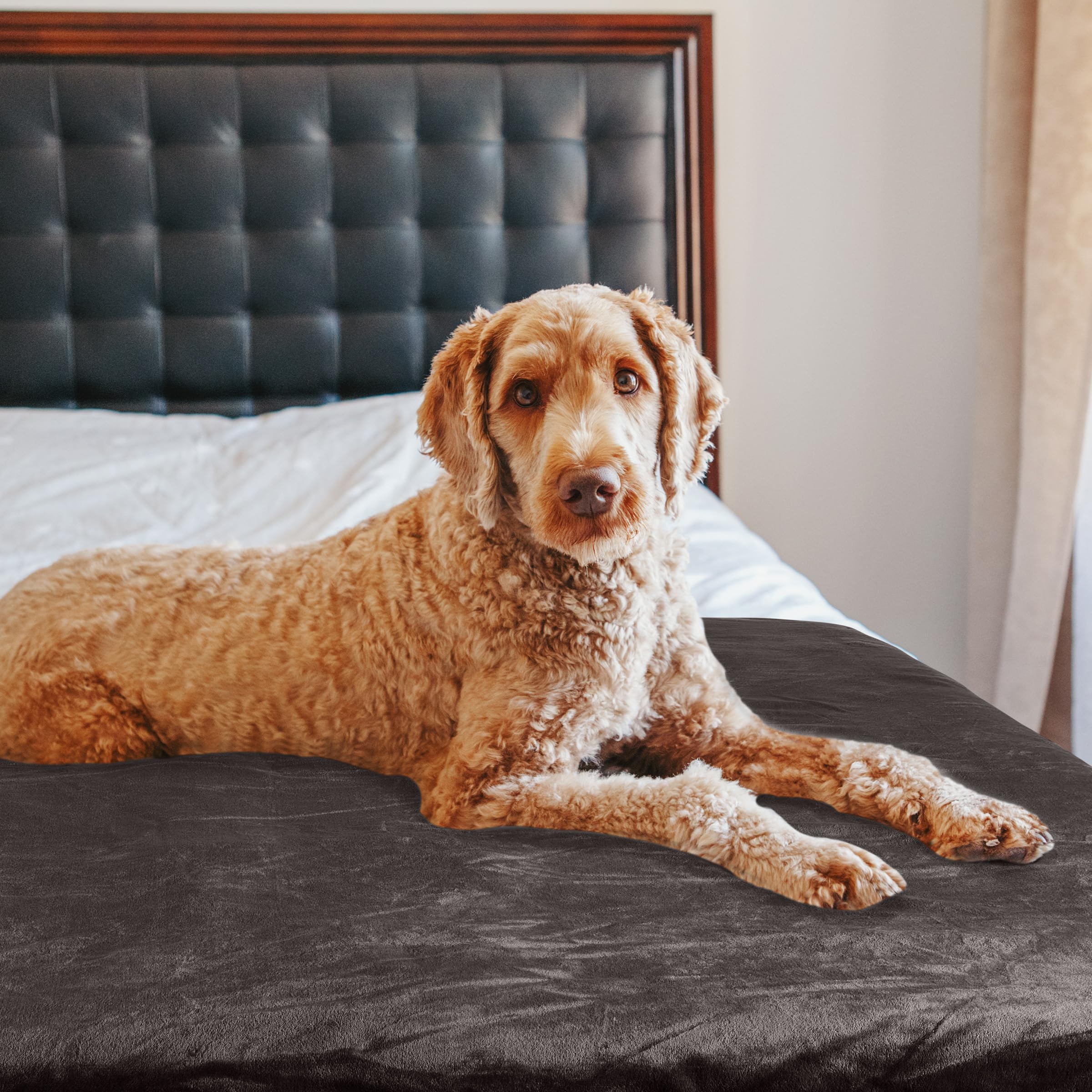 PETMAKER Dog Blanket - 60x80in Reversible Sherpa Blanket - Throw Blankets for Bed, Couch, or Car - Machine Washable Puppy Essent