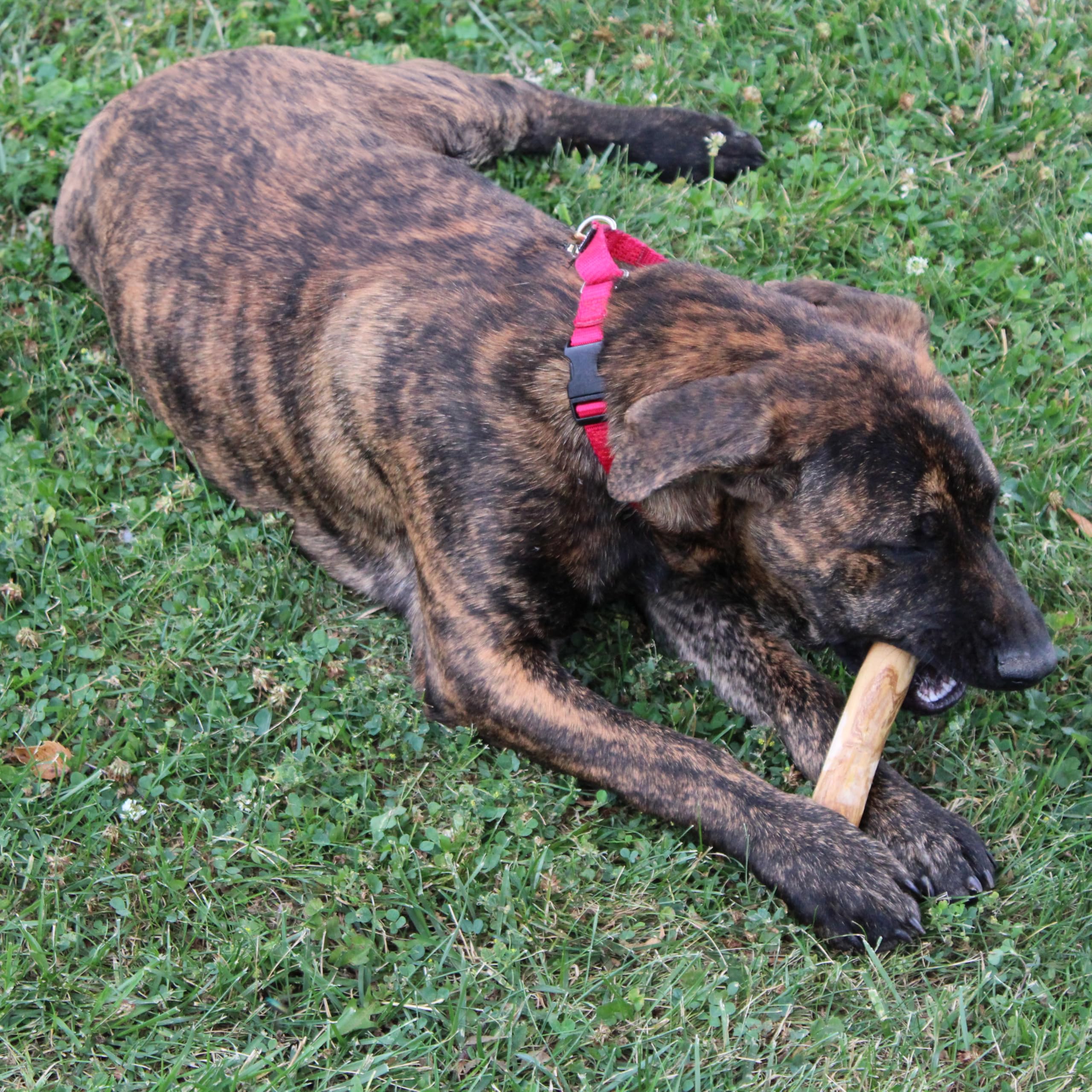 Spot Coffee Wood Dog Chew Toy ?100% Natural & Sustainably Sourced Non-Splintering Wood From Coffee Plants, Long Lasting, Durable Toy For Aggressive Chewers, For Small Dogs And Puppies Up To 22Lbs