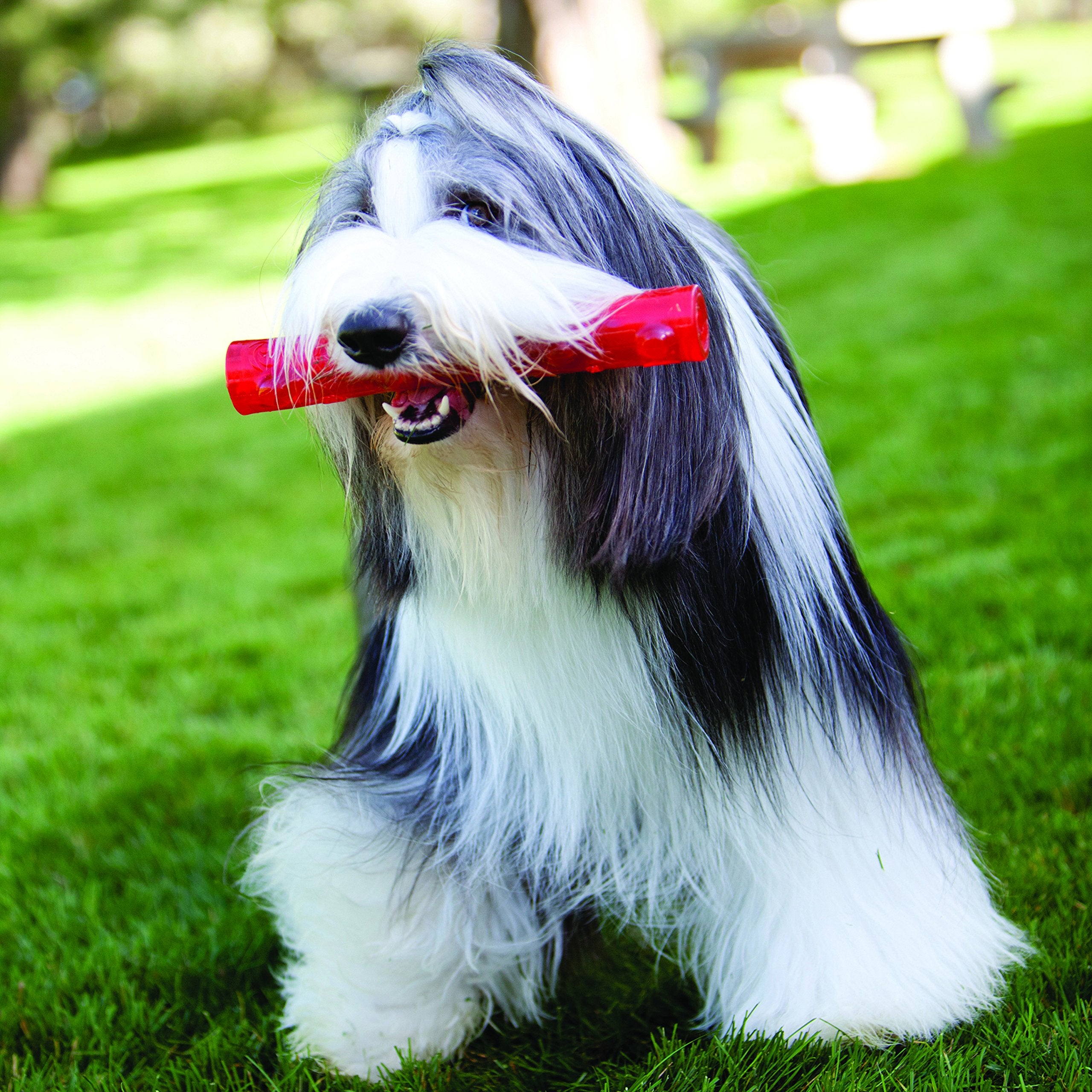 Kong Squeezz Stick Dog Toy, Medium, Color May Vary