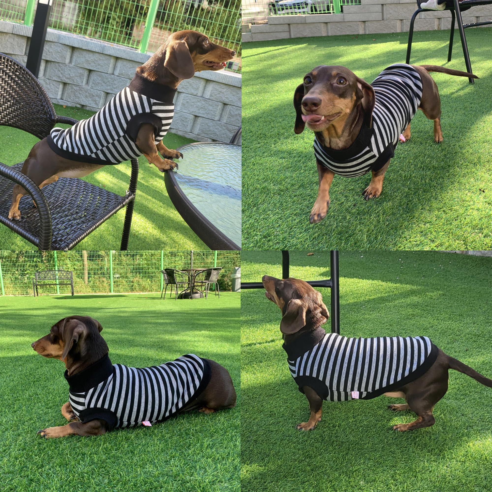 D Doggy Star Dachshund Sweater For Dogs Lining Napping Stripe T Shirts (Xl,Black/Grey)