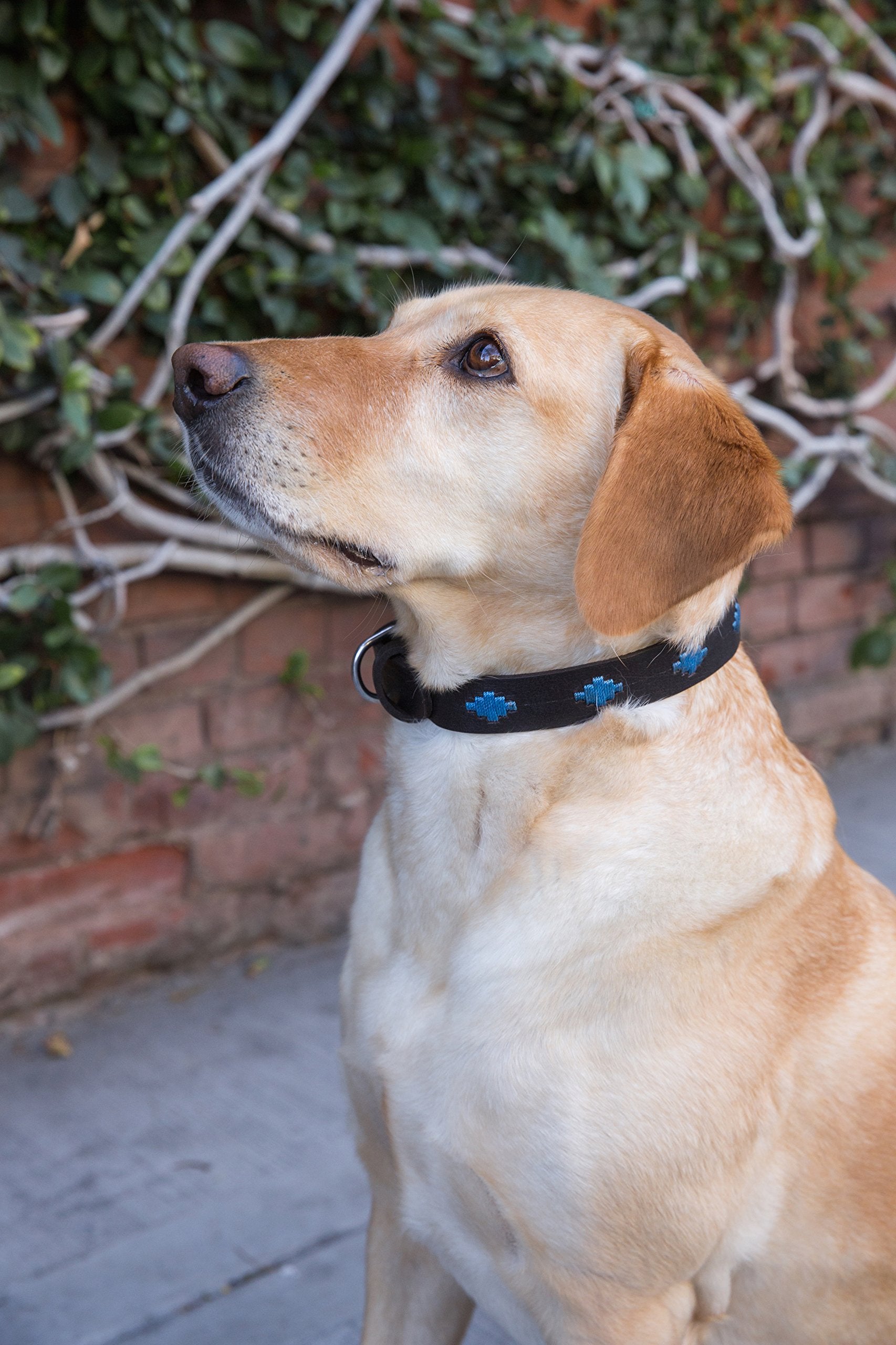 Gaucho Goods Soft Leather Dog Collar - Tahoe (L)